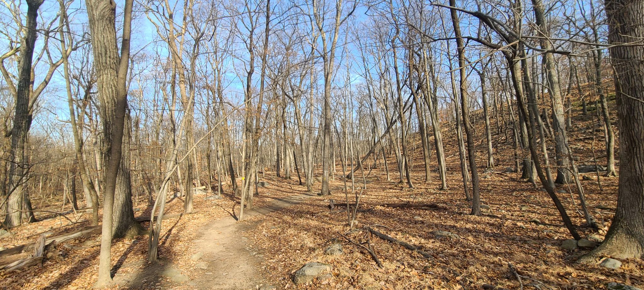 A winding dirt path through a sunlit forest with bare trees. - Summit Trail Loop