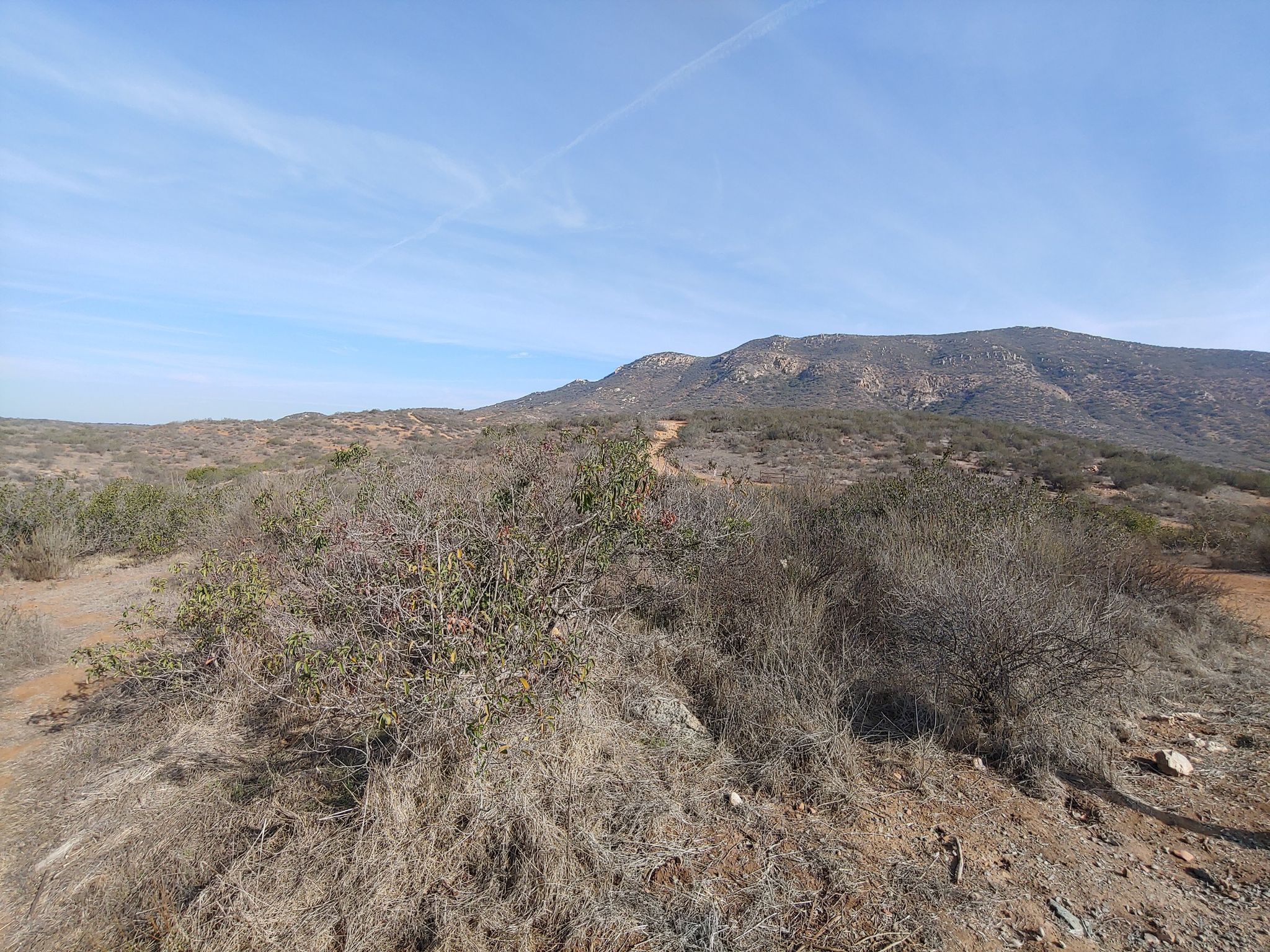 A winding dirt path through dry, brushy hills under a clear blue sky. - Rim Trail loop from West Fortuna Staging Area