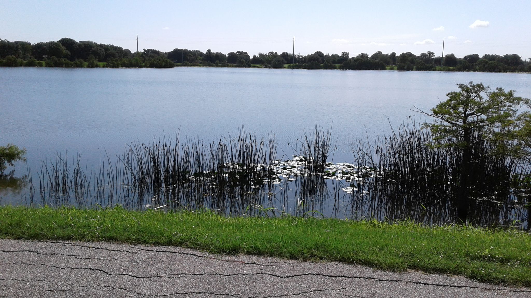 Sunny lake with reeds, lily pads, and distant trees under a blue sky. - Shingle Creek Trail and Lake Fran Trail Loop