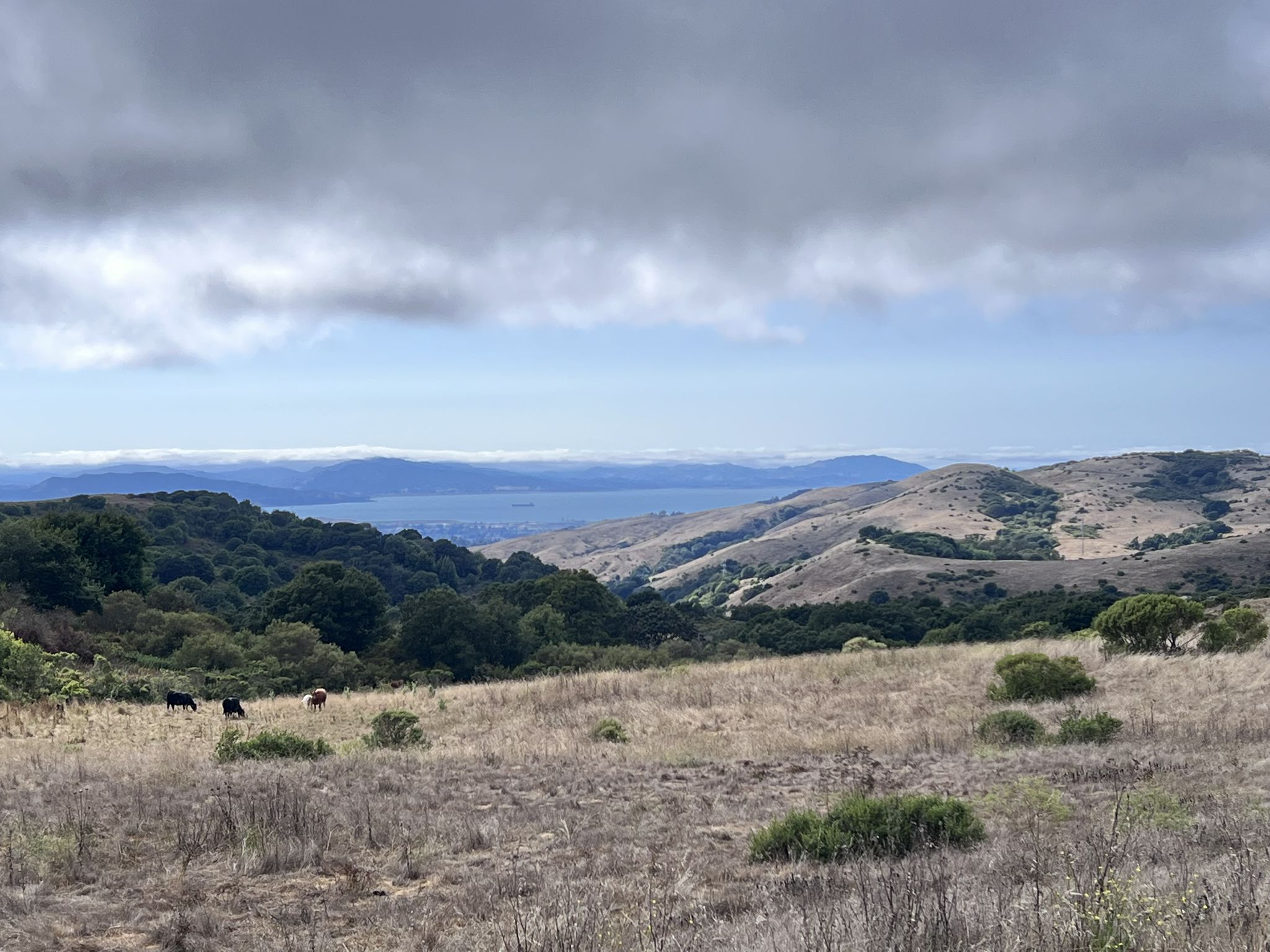 Dry grassy hills with distant water and grazing cows under an overcast sky. - East Bay Skyline Trail Loop