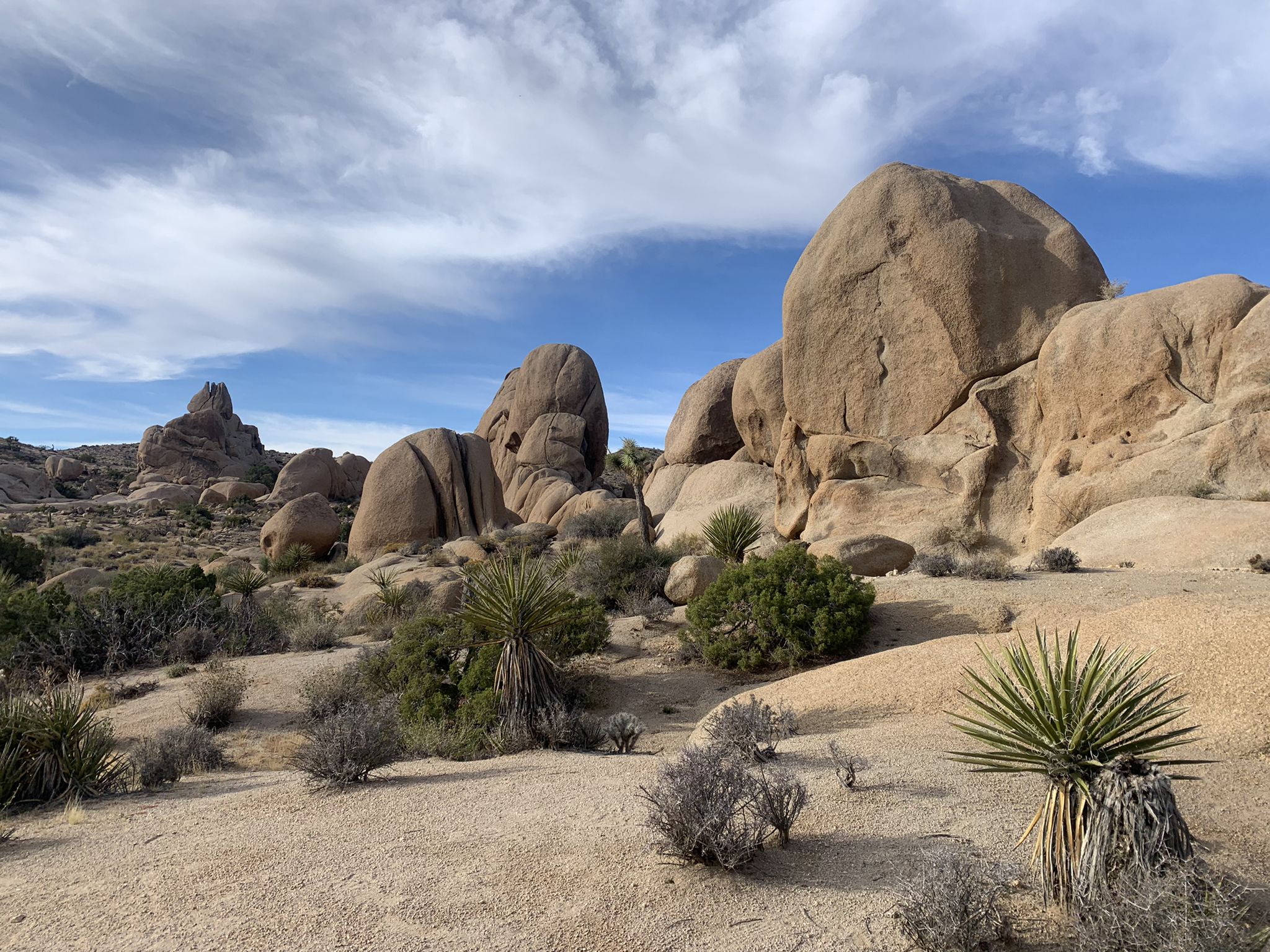 Desert scene with large boulders, sparse shrubs, and yucca plants under a cloudy sky. - Split Rock Loop Trail
