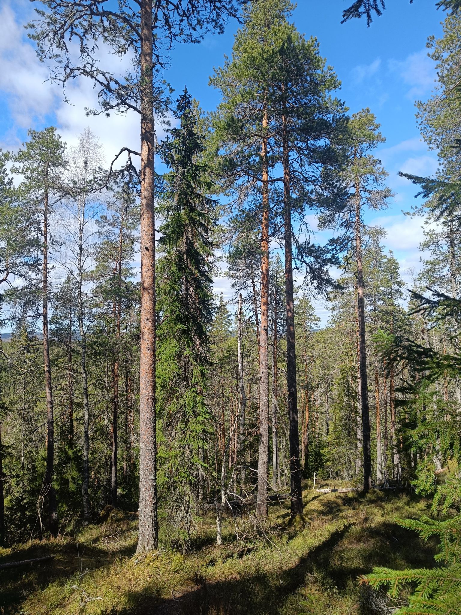 Korkealla ollaan