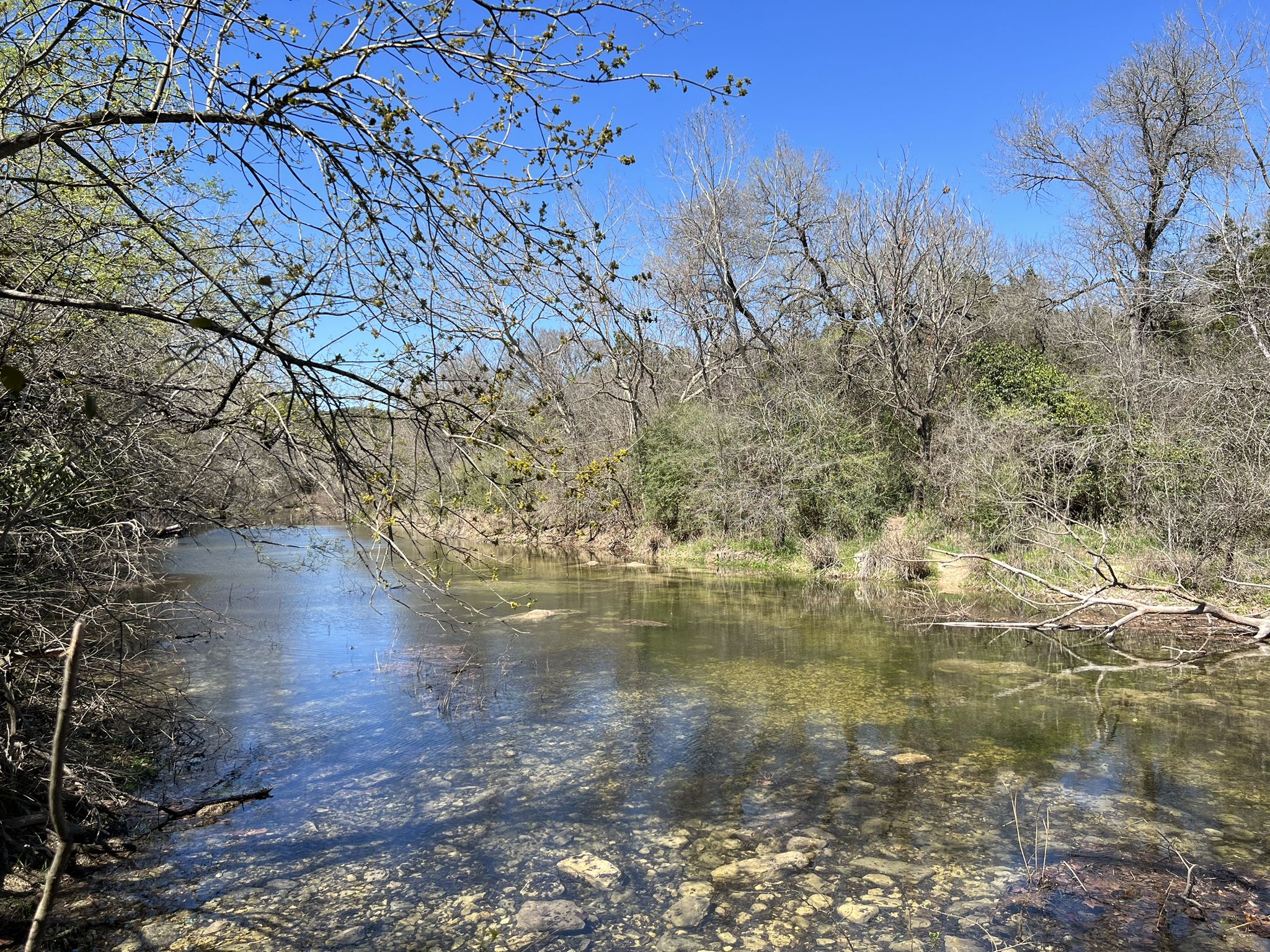 Clear river with rocky bottom, surrounded by trees with bare branches under blue sky. - Violet Crown Trail – Tree With Wooden Ladder loop from Sunset Valley