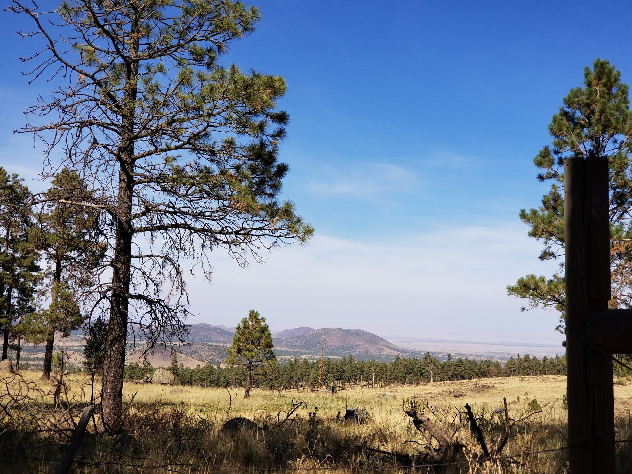 Sunny landscape with pine trees, grassy fields, and distant mountains. - Sunset Trail – Schultz Creek descent loop from Visitor and administration building