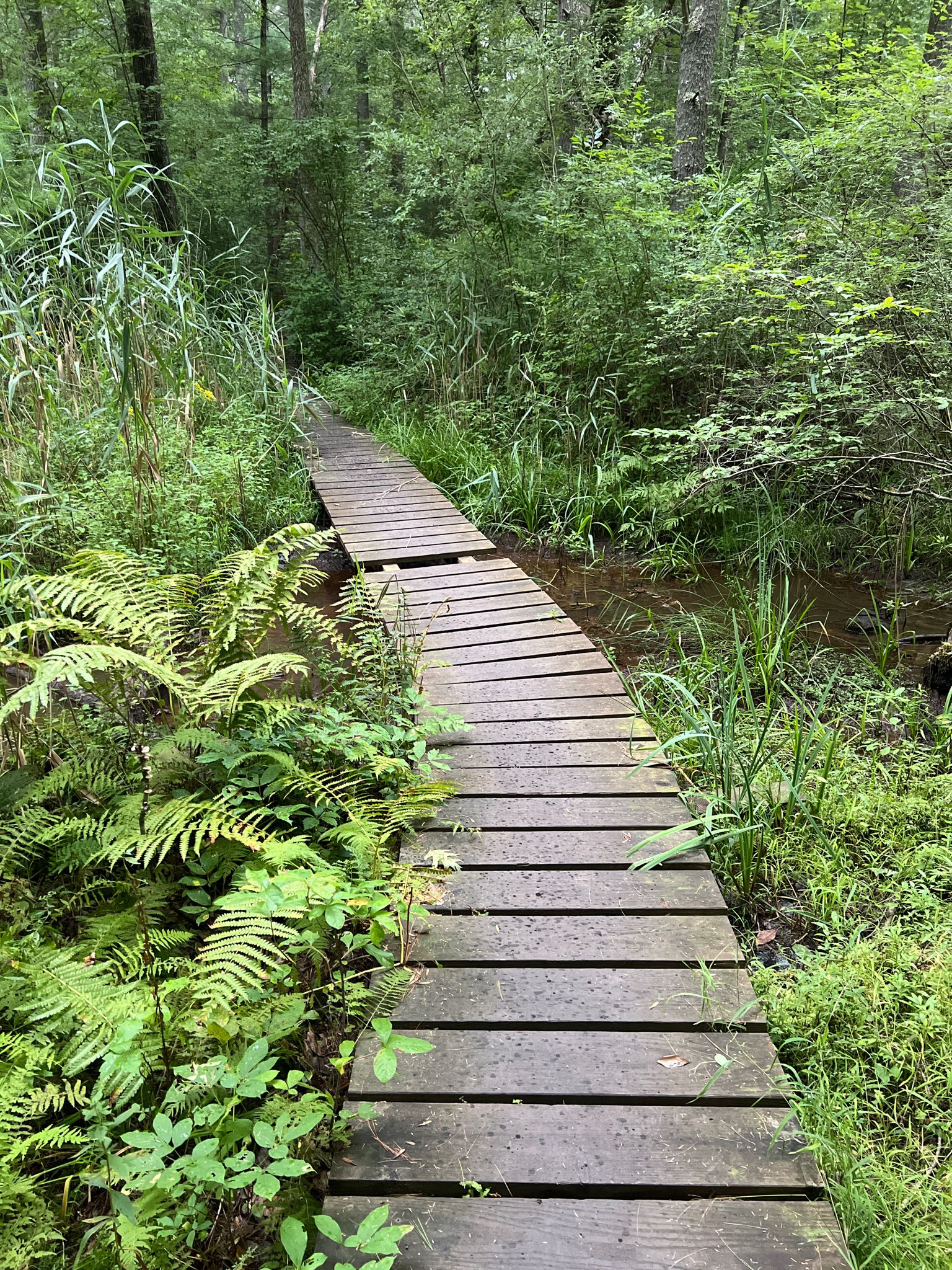 Wooden boardwalk path winding through a lush green, marshy forest. - Adams Trail