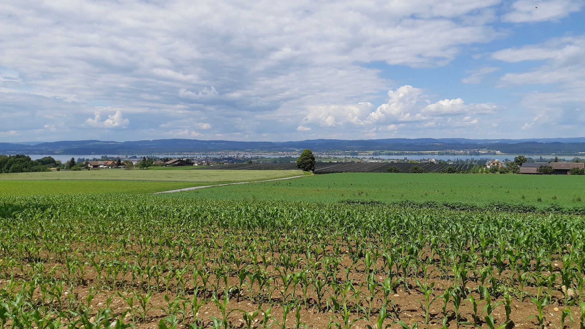 Blick auf Reichenau und Bodanrück