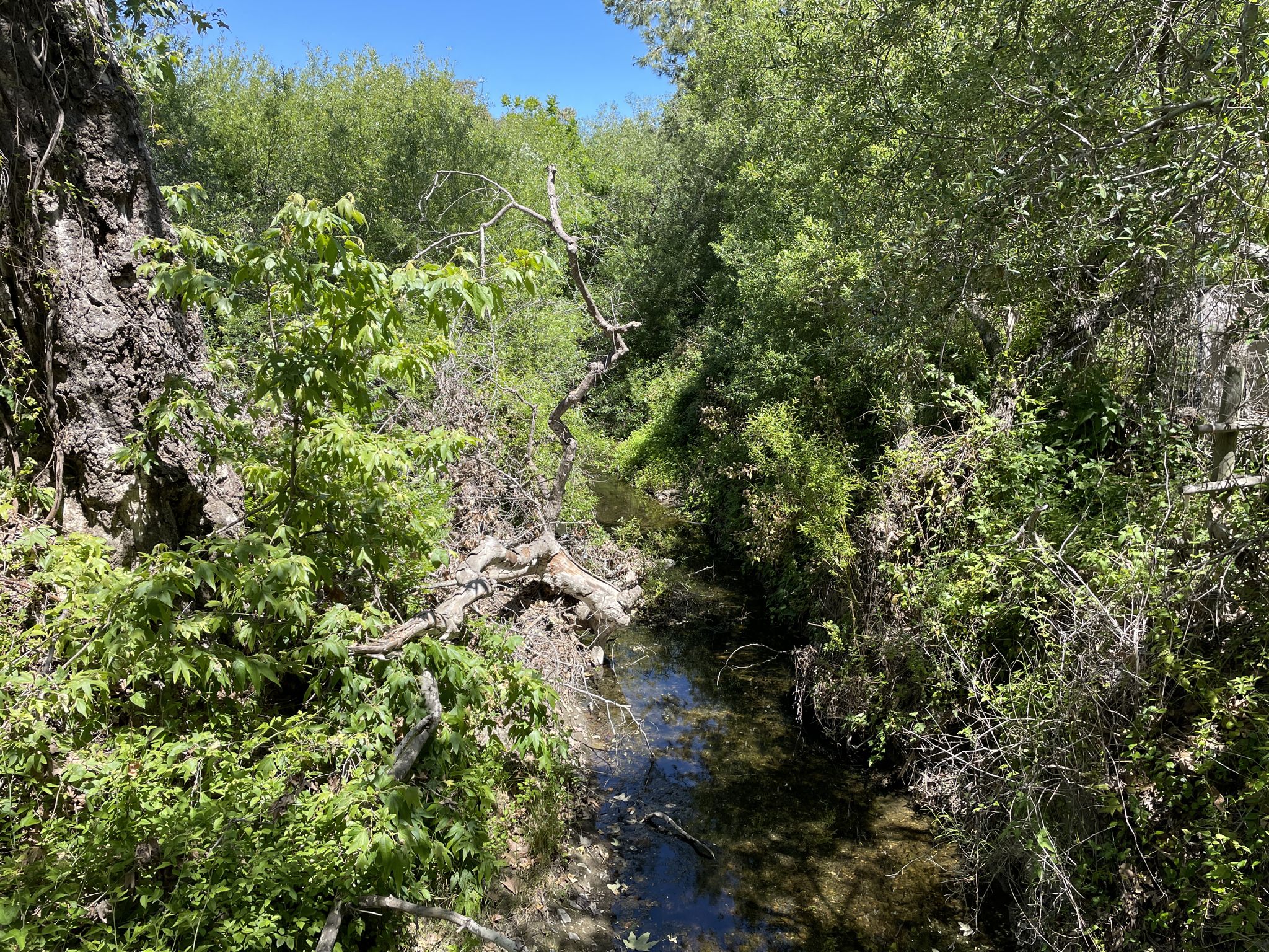 Narrow stream flowing through dense green trees and foliage. - Bob Jones Trail – Avila Beach boardwalk ⛱️ loop from Bob Jones City to Sea Bike Trail Park and Ride