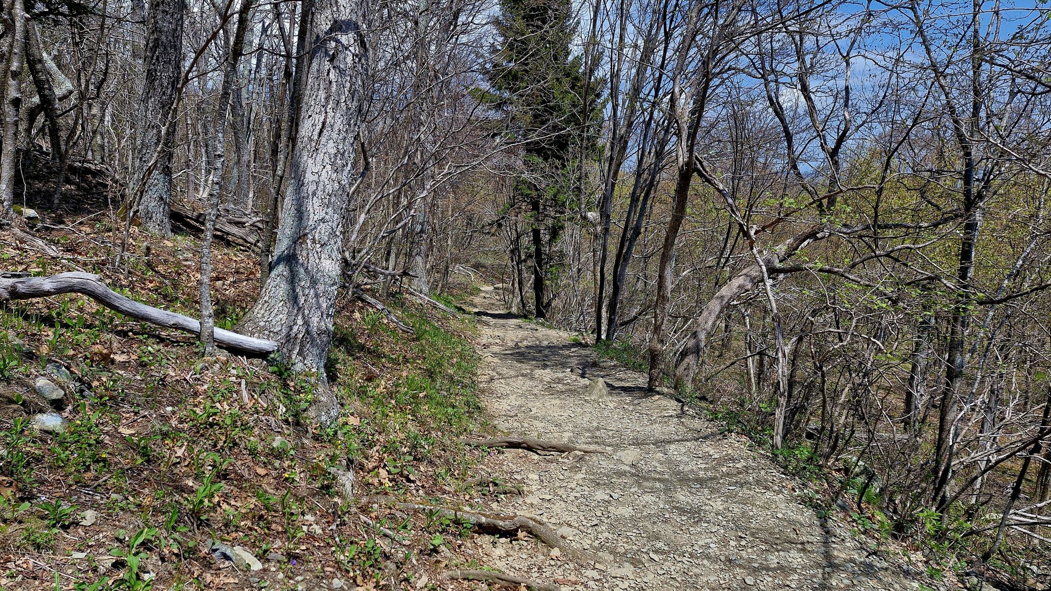 A winding dirt trail through a forest with bare trees and new growth. - Hawksbill Summit Loop