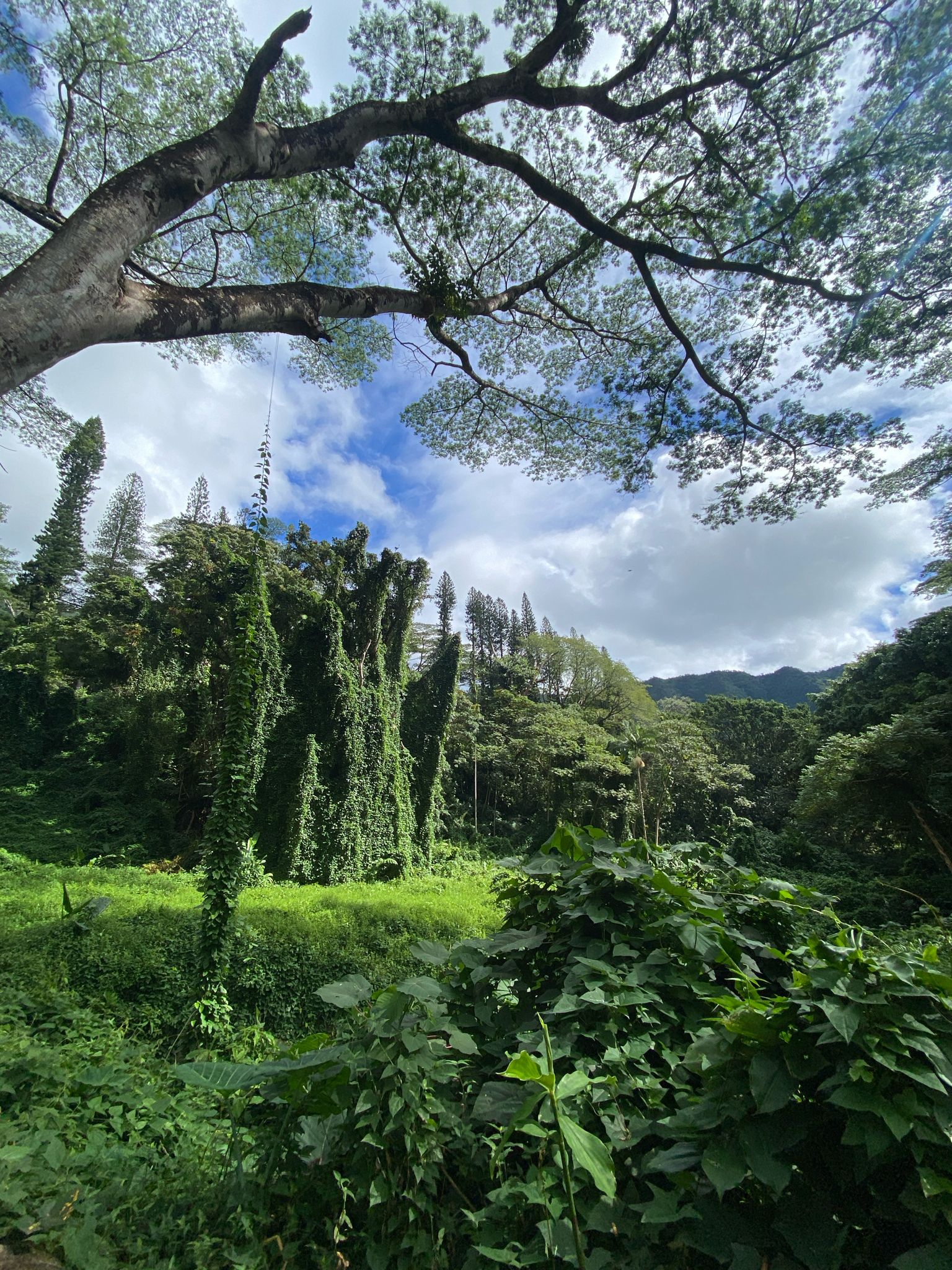Lush green forest with large trees and cloudy sky overhead. - Mānoa Falls Trail