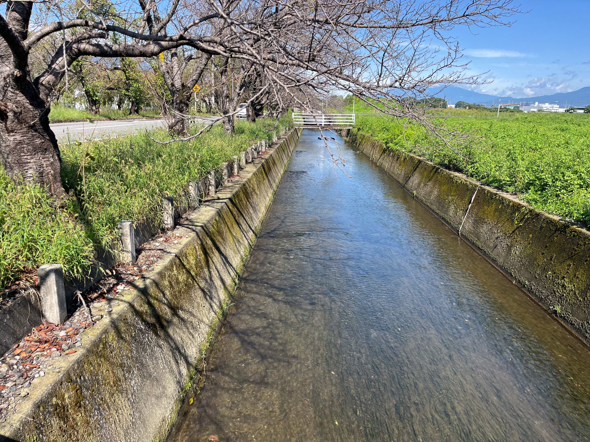 Visit during cherry blossom season