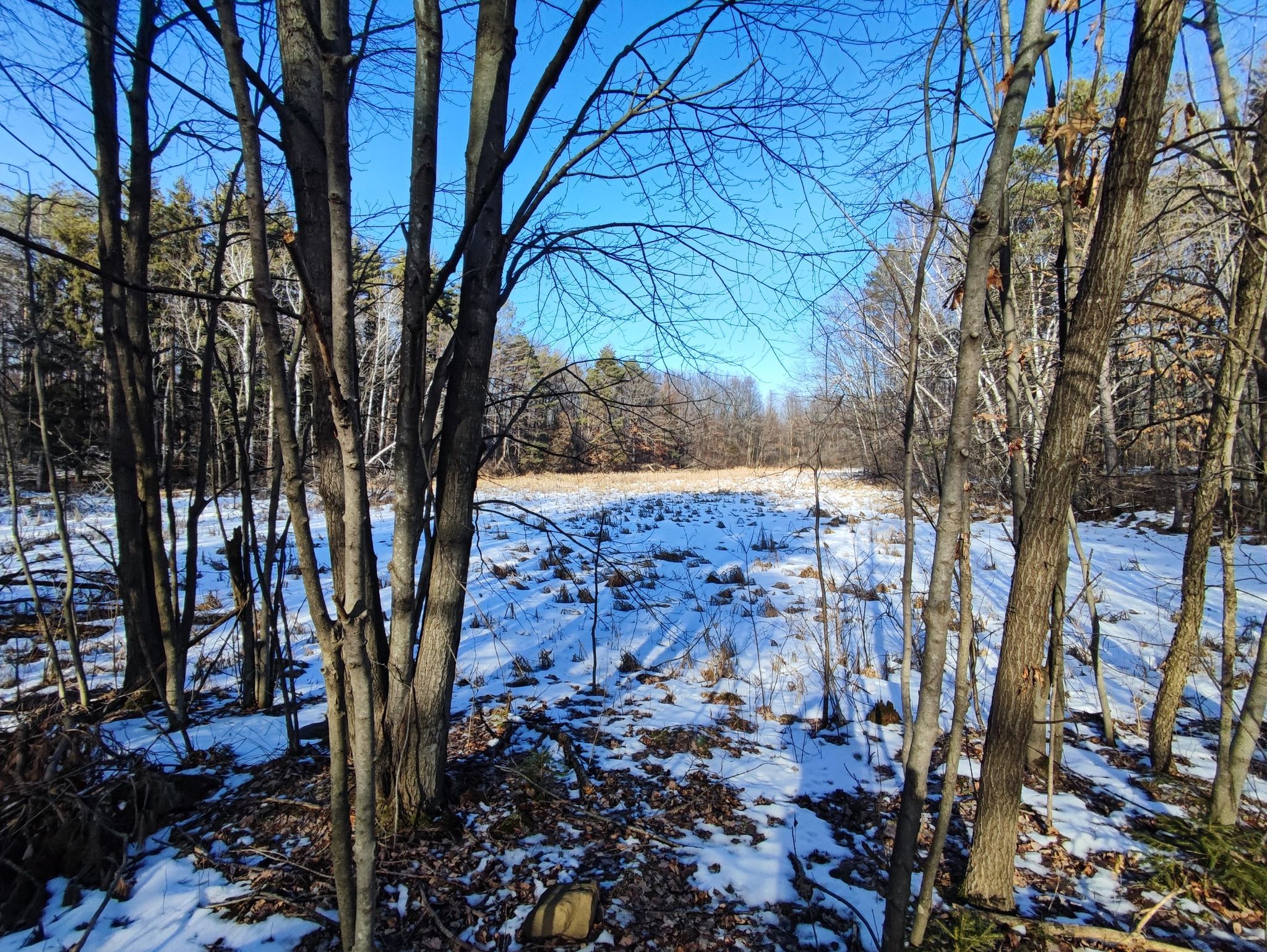 Bare trees frame a snow-covered field under a bright, clear blue sky. - Ice Age Trail: Devil's Lake East Bluff Loop