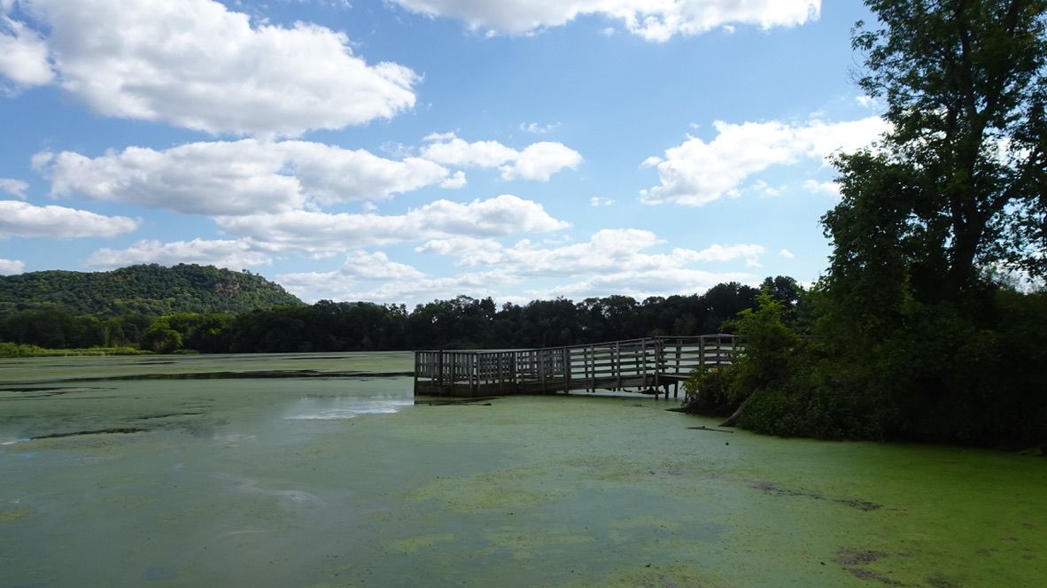 Wooden pier extends into a green algae-covered lake under a cloudy sky. - La Crosse Trailhead – La Crosse Marsh loop from La Crosse