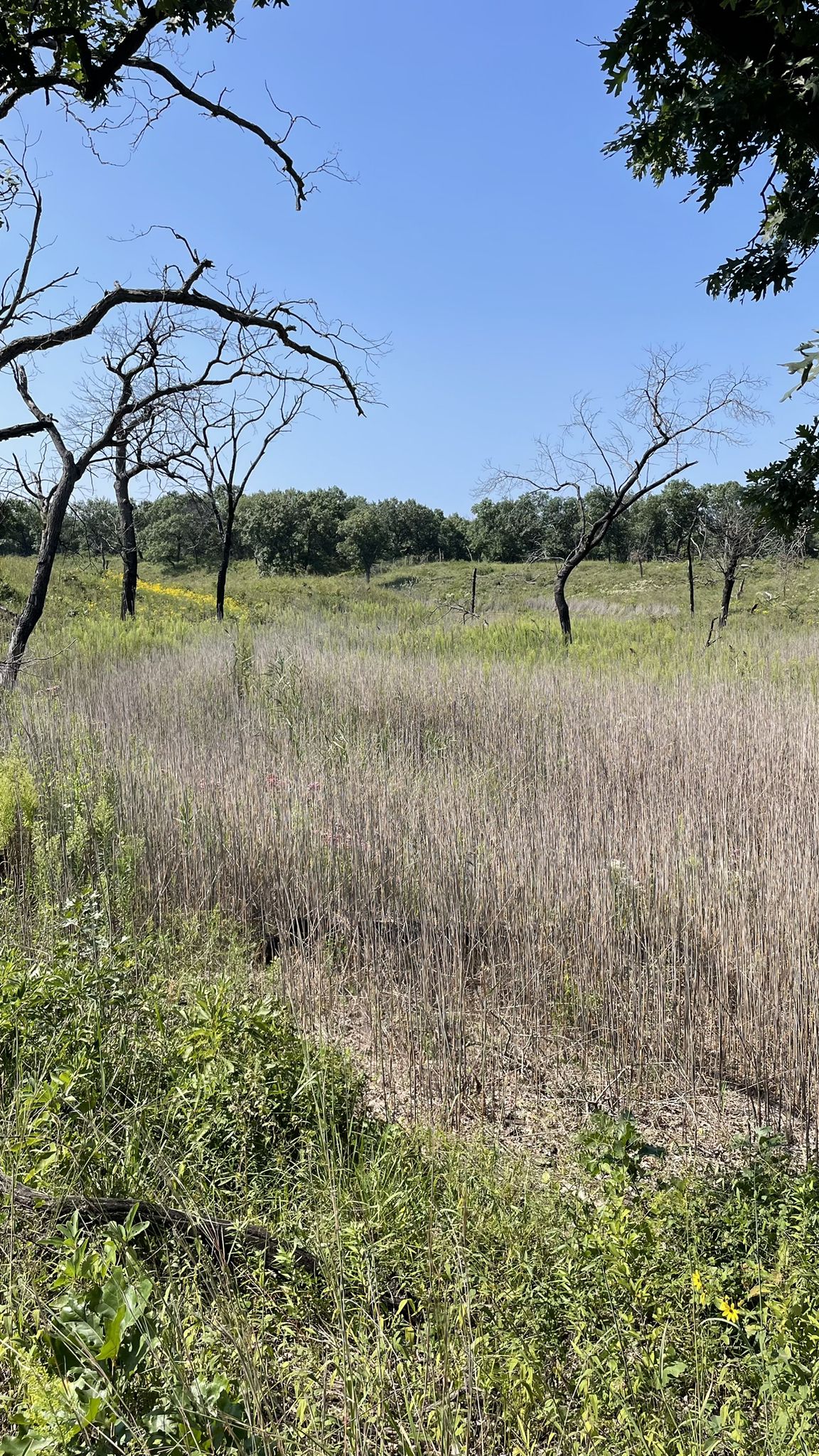 A field of tall dry grass with scattered trees under a clear blue sky. - Paul H. Douglas Trail