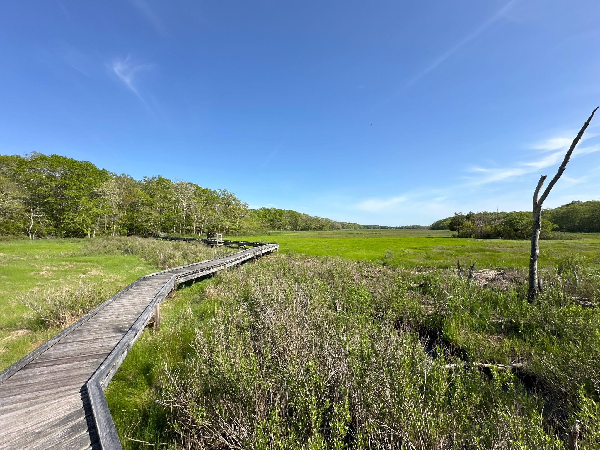A wooden boardwalk curves through a bright green marsh under a clear blue sky. - Cornell Farm – Little River Reserve loop from Gray Reserve