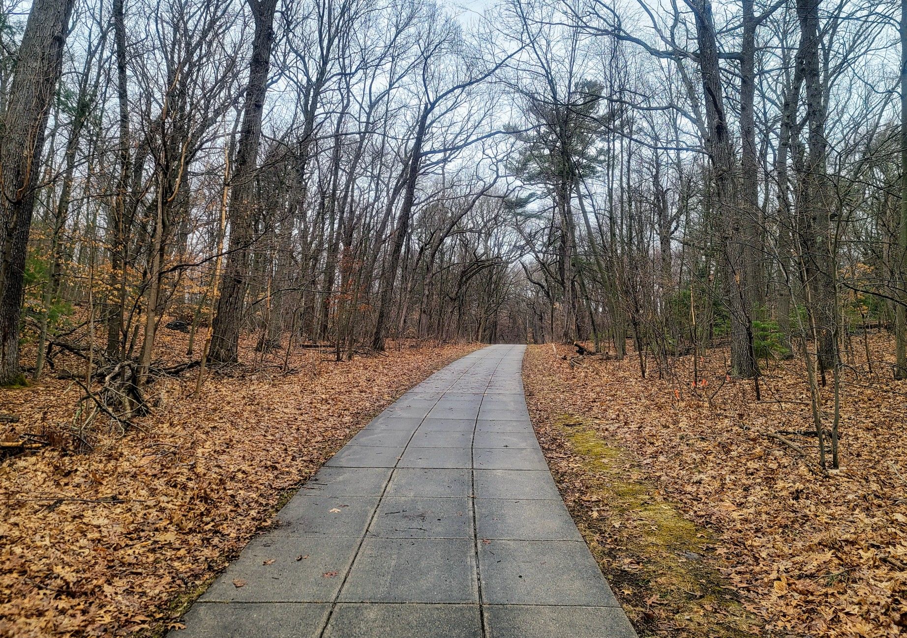 Paved path through a forest of bare trees with fallen autumn leaves. - Franklin Park