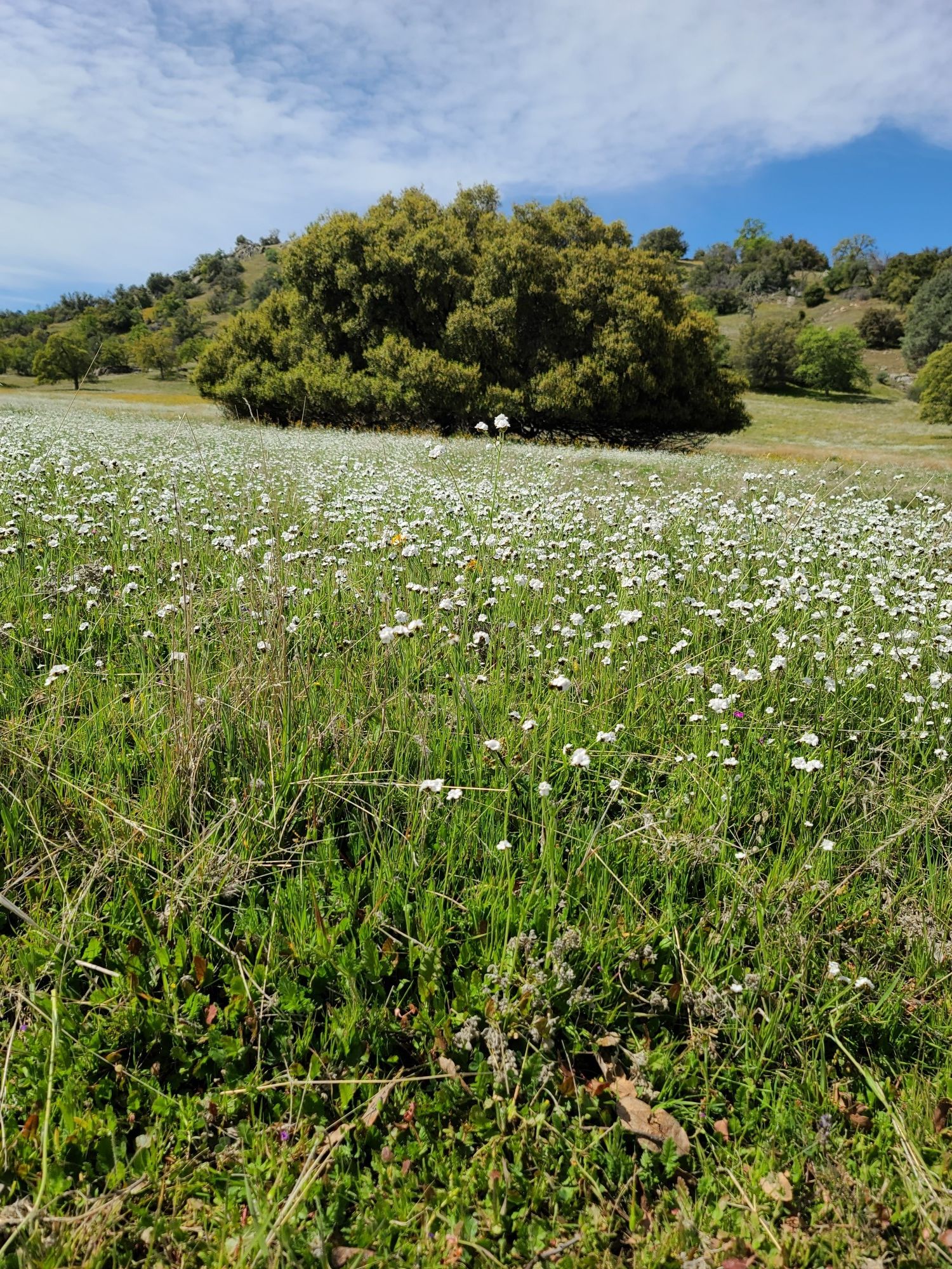 Sunny field of white wildflowers with a large green tree. - Wellbarn to SJRT