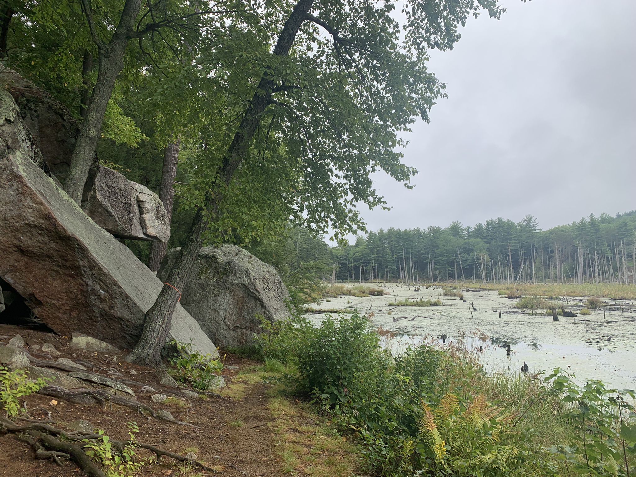 Large rocks and trees beside a marshy pond under a cloudy sky. - Round Pond, North Mountain and Shaw Trail Loop