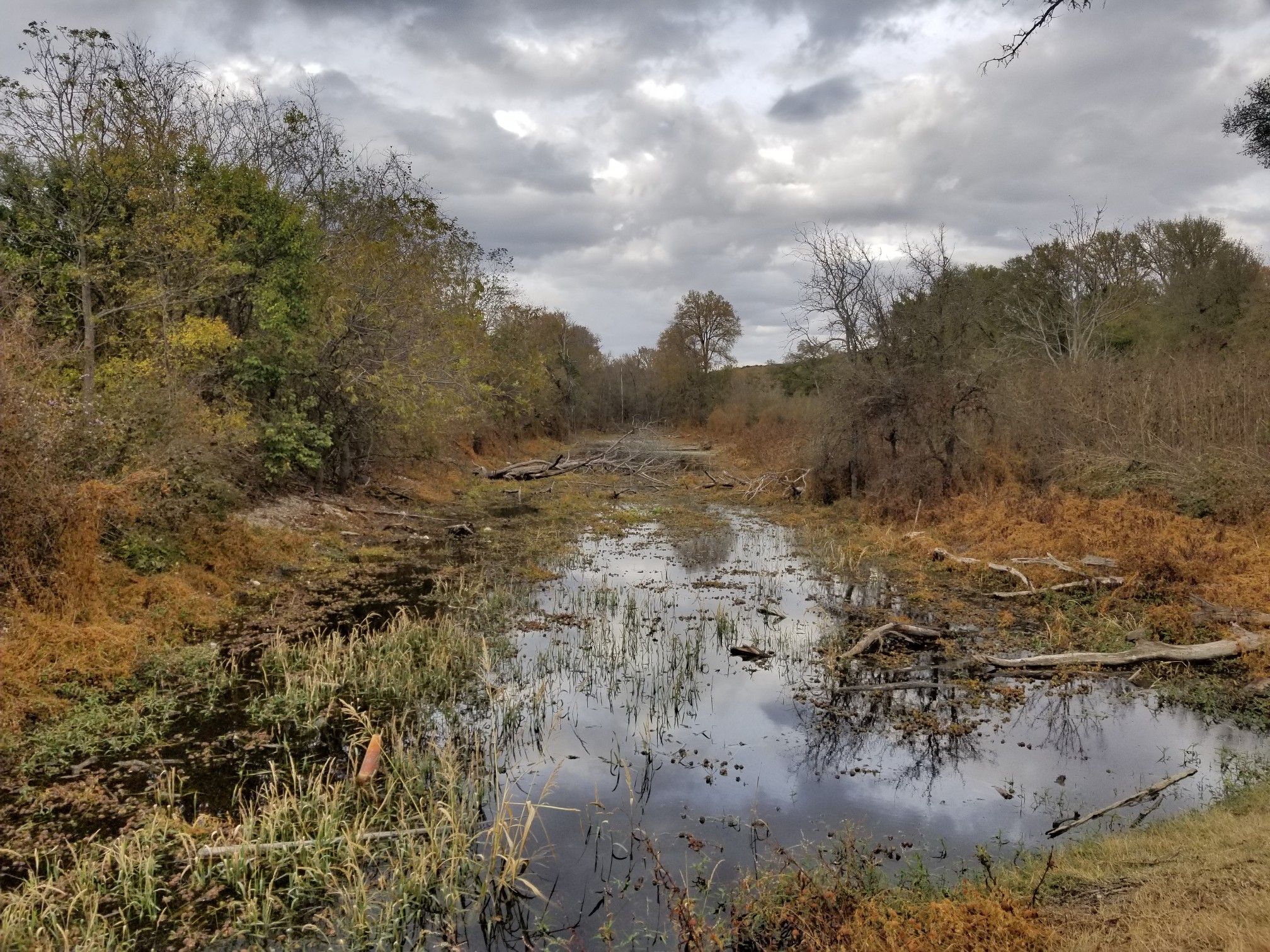 Overgrown, muddy river with dense foliage under a cloudy sky. - Southern Walnut Creek and Austin to Manor Trail Loop