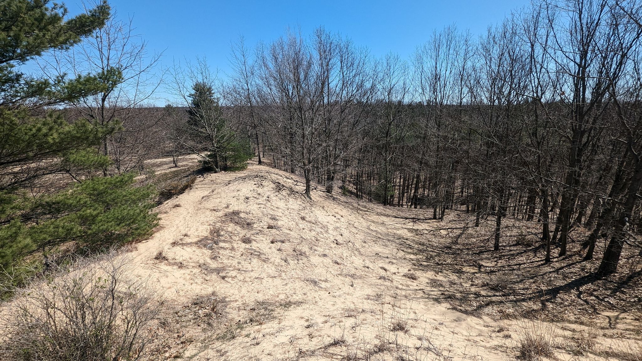 Sandy ridge with sparse trees overlooking a dense forest under clear sky. - Saugatuck Dunes Outer Loop