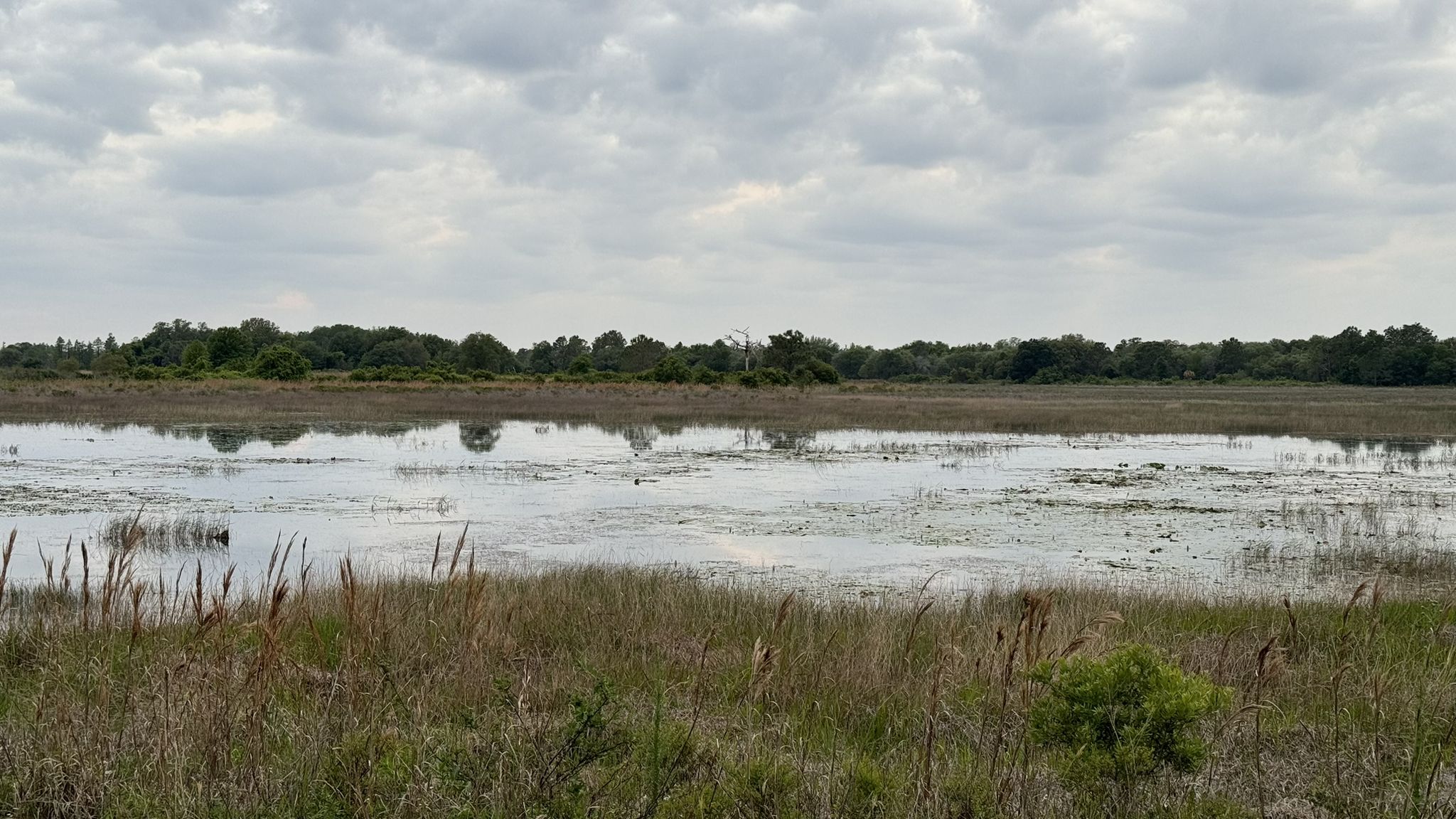 Overcast sky above a vast wetland with water reflecting distant trees. - East Loop