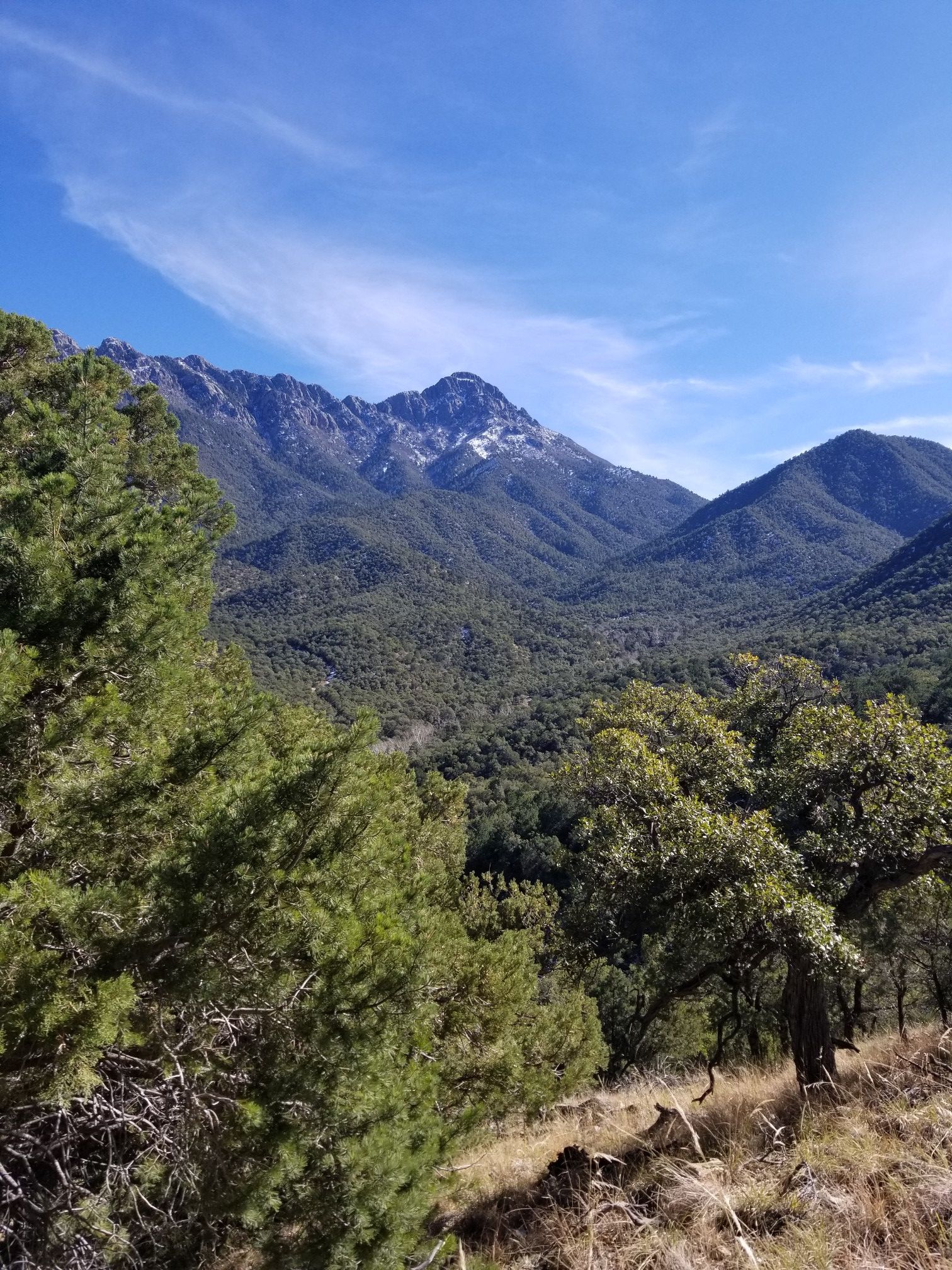Forested mountains with snow-capped peaks under a bright blue sky. - Madera Canyon Nature Trail
