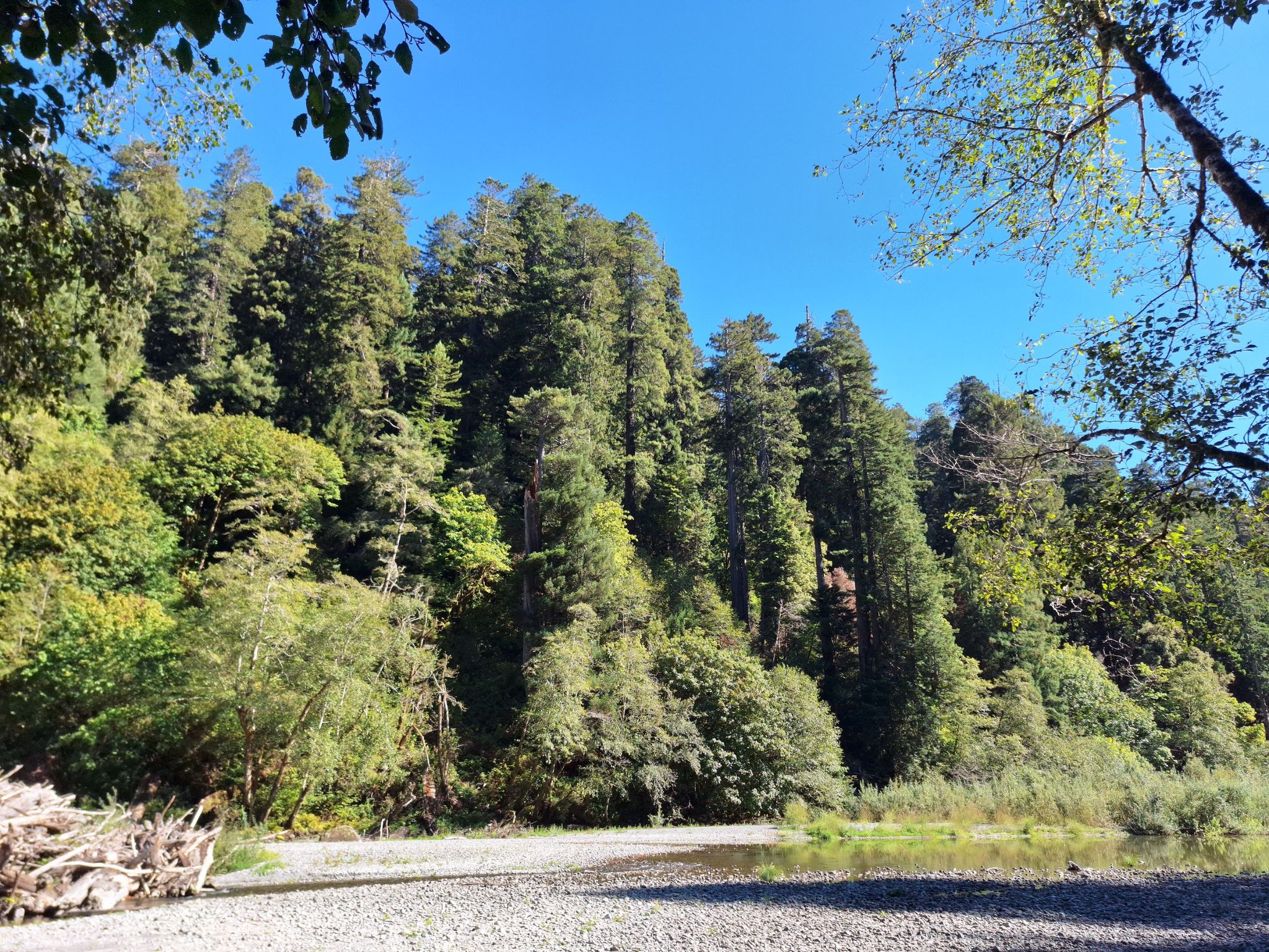 Dense forest lines a sunny riverbank with clear blue sky. - Elam Backcountry Camp – Redwood Creek Crossing loop from Redwood Creek Trailhead Parking