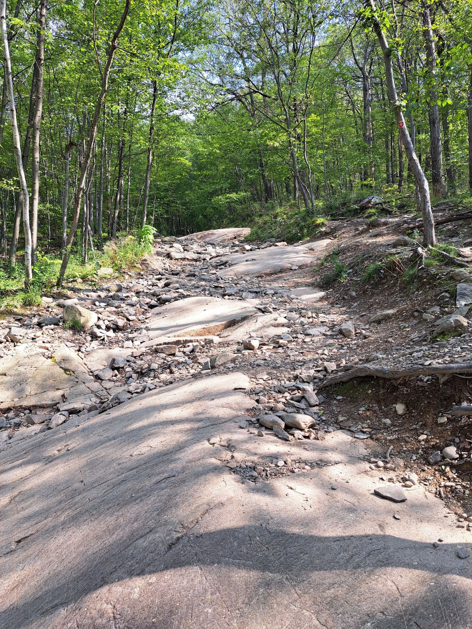 A sunlit, rocky path winds uphill through a dense green forest. - Casino Trail