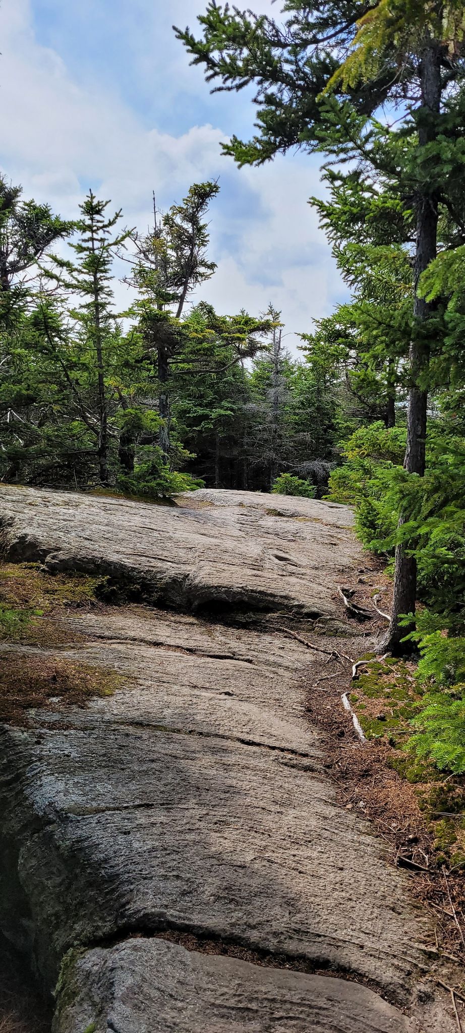 Wide rocky path winding through a dense evergreen forest on an overcast day. - Old Speck Trail