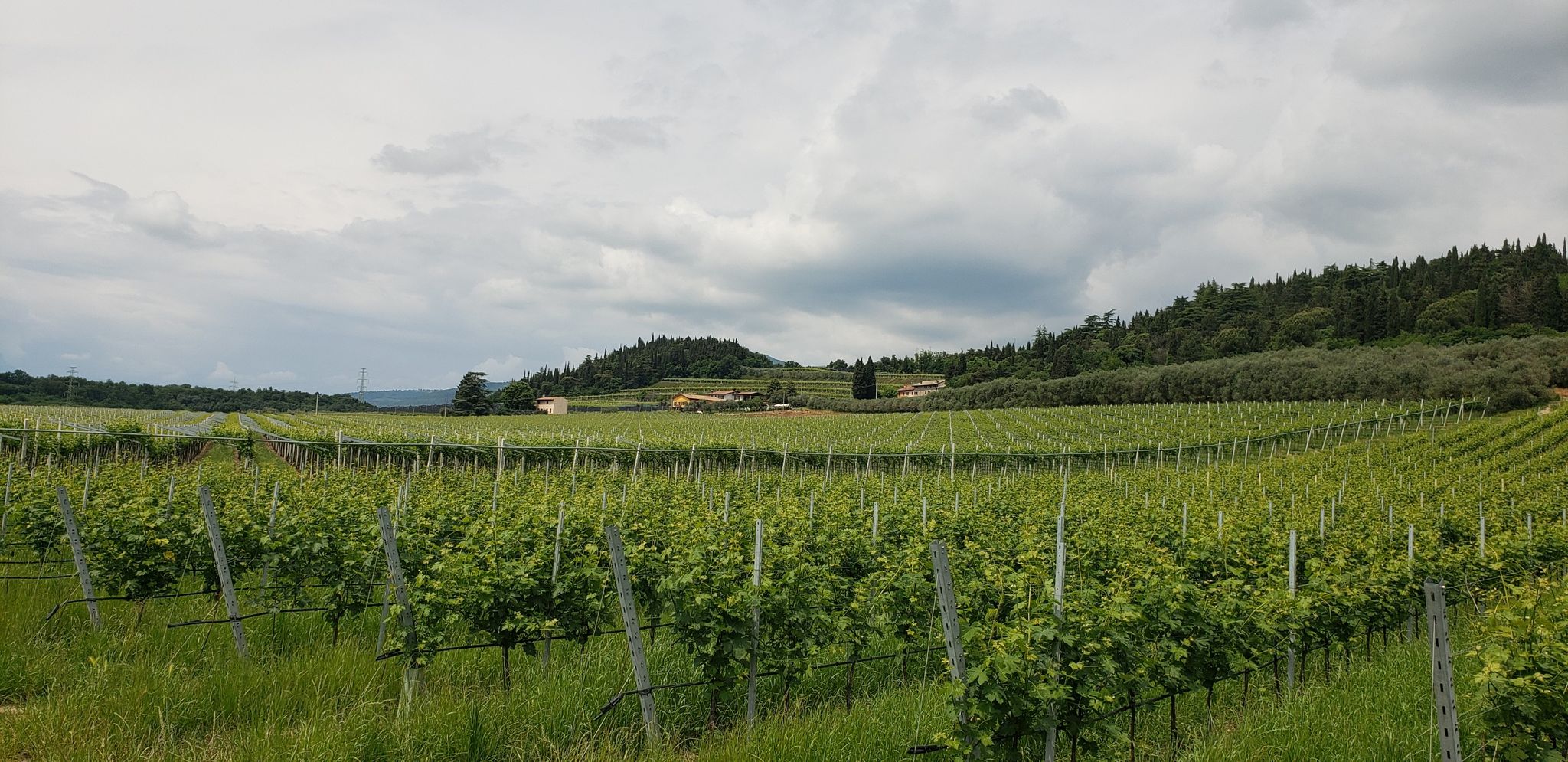 Vigneti