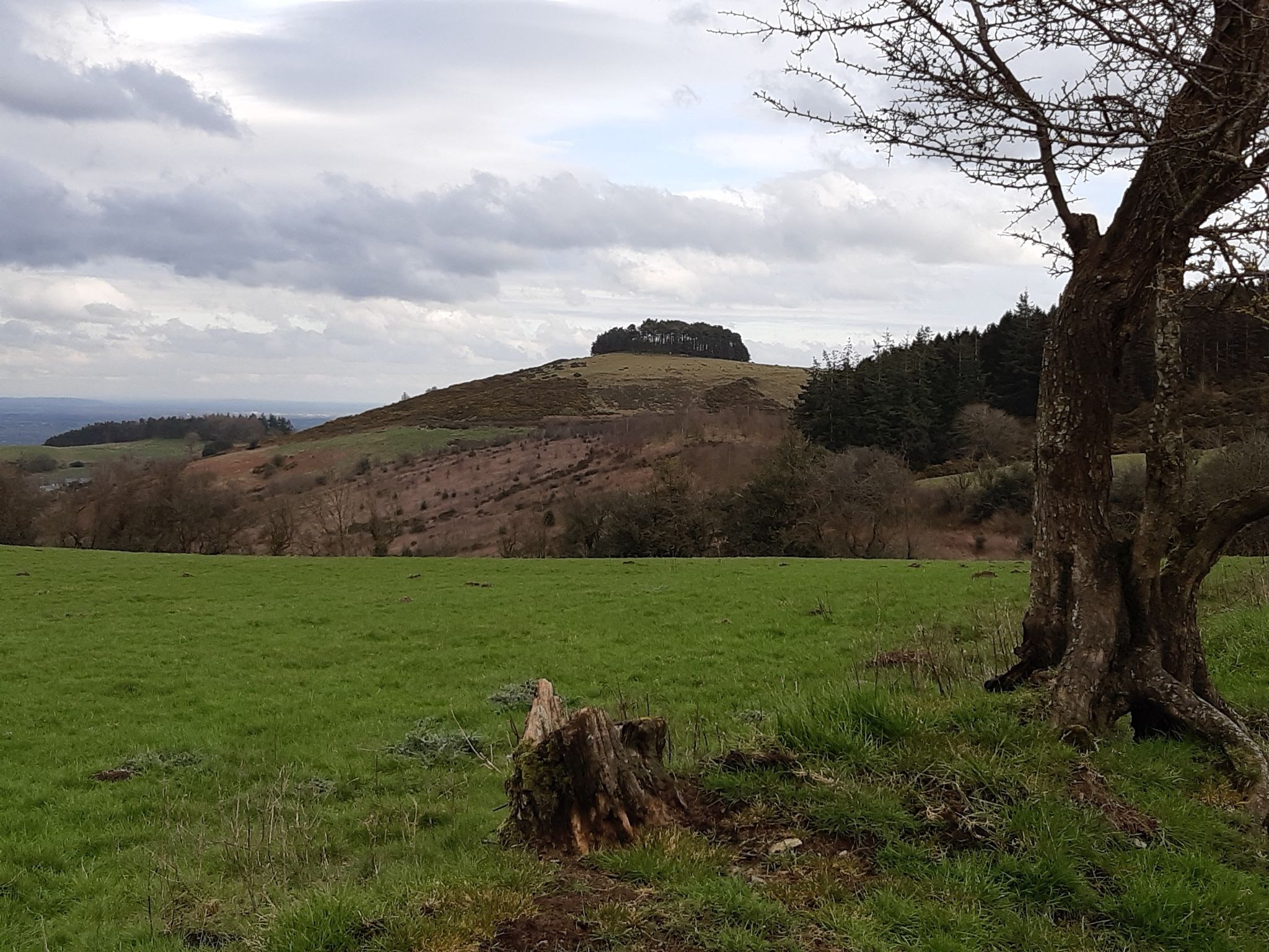 Bromley Callow