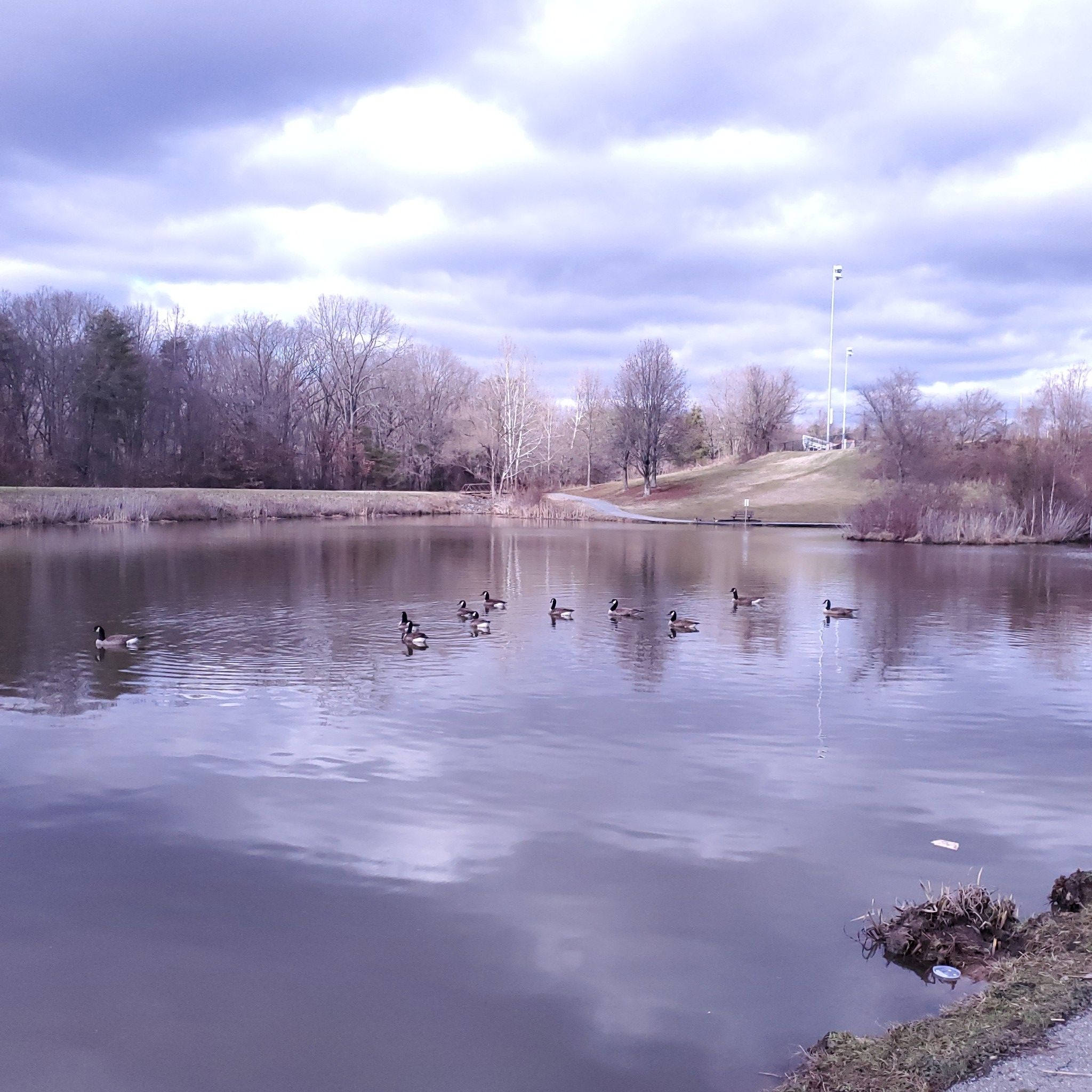 Ducks swim on a calm lake under a cloudy, overcast sky. - Crowsfoot and Viper Loop Trail