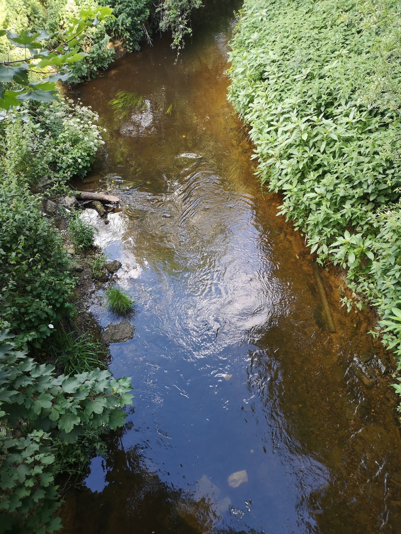 River Mole at Riverside Garden Park.