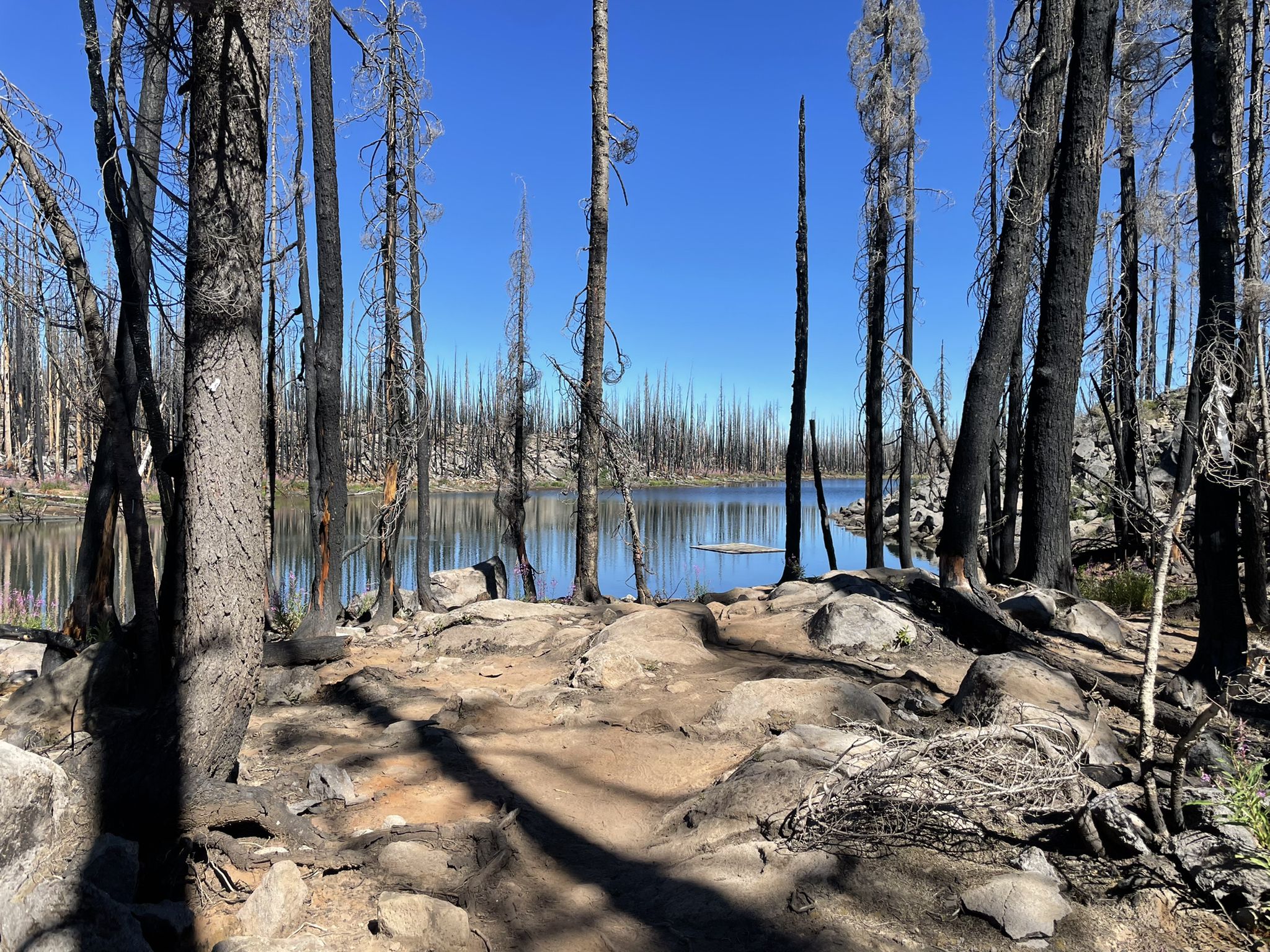A clear blue lake surrounded by a forest of tall, charred trees. - Pacific Crest Trail: Olallie Lake to Jude Lake