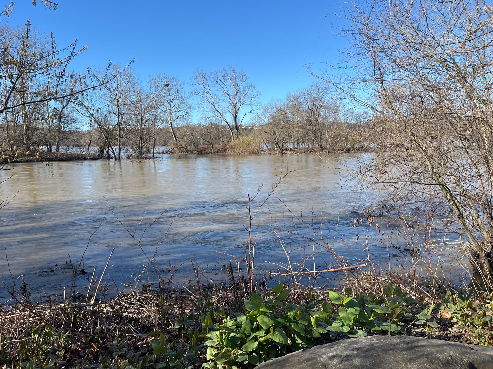 Wide, muddy river with distant trees under a clear blue sky. - White Cliffs of Conoy – Safe Harbor Railroad Bridge loop from York Haven