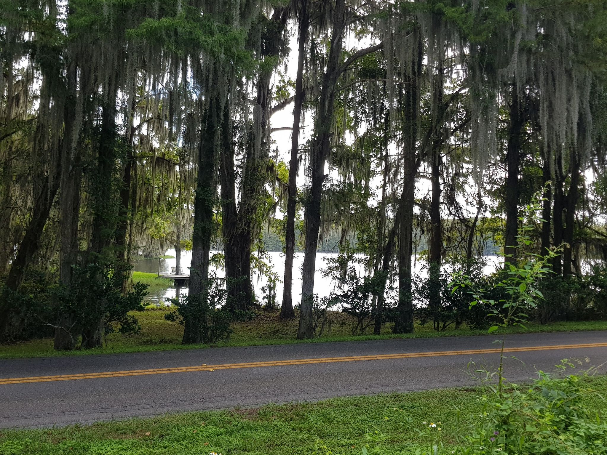 Roadside view of a lake through moss-draped trees on an overcast day. - Floral City, Florida – Fort Cooper State Park loop from Floral City