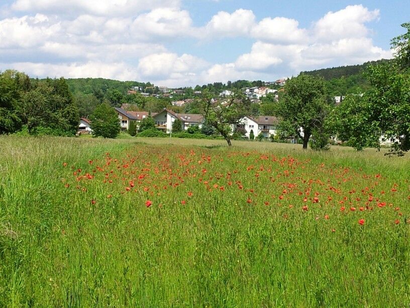 Neckarelz, Blick über die Herrenwiese zum Hamberg