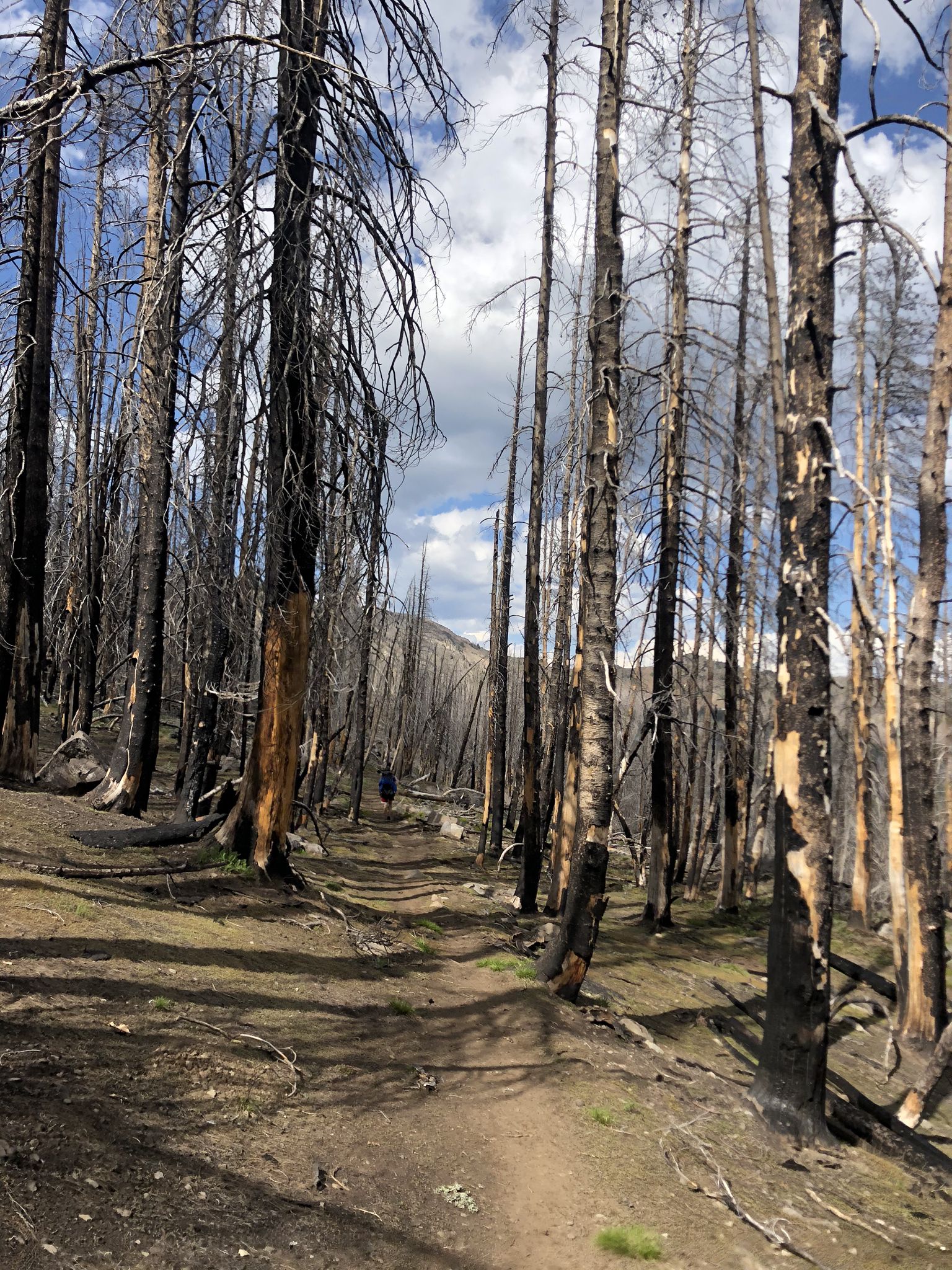 A person walks on a dirt path through a forest of tall, burnt trees. - Skyline Trail #385