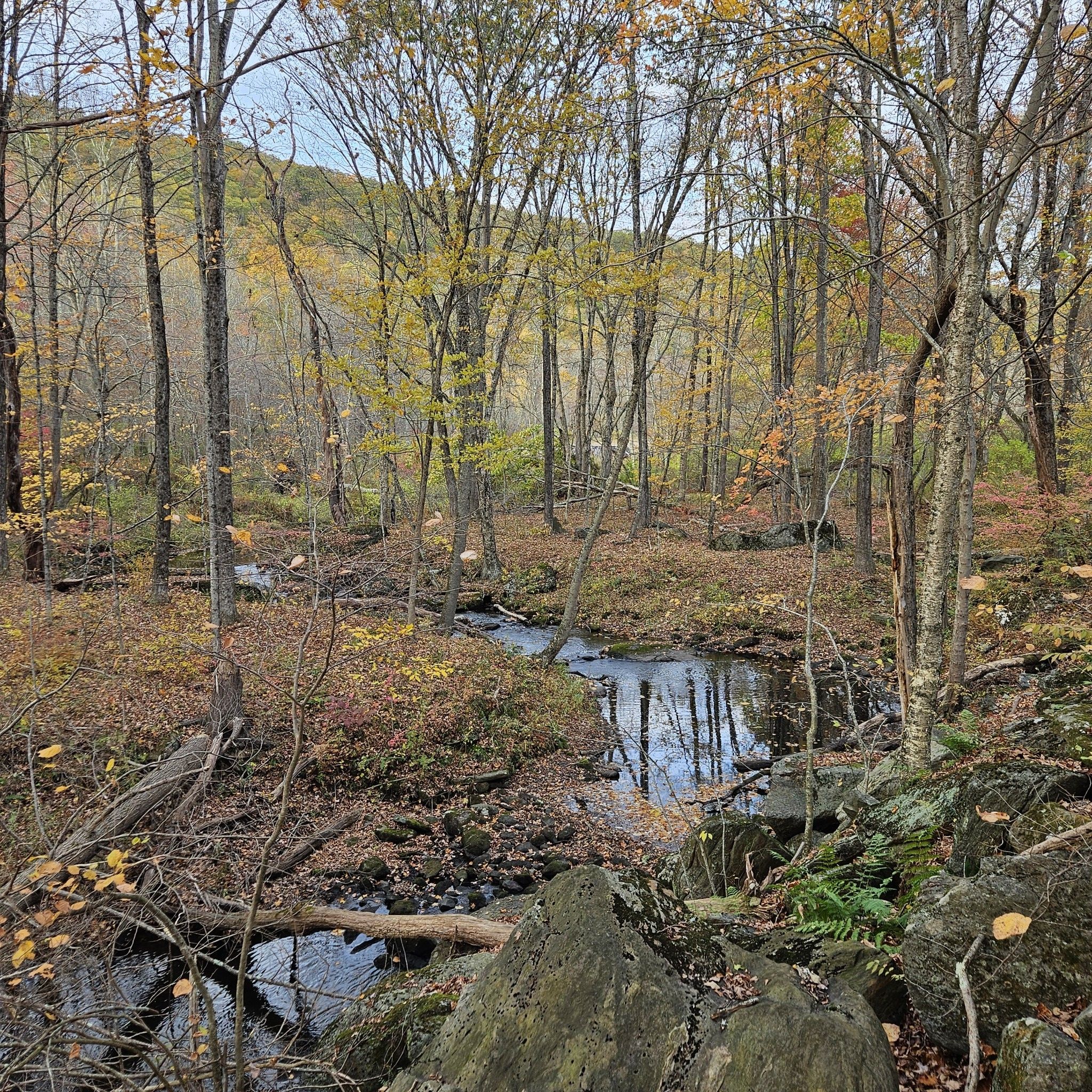 A forest stream winding through autumn foliage, bare trees, and mossy rocks. - Macricostas Preserve loop from New Preston