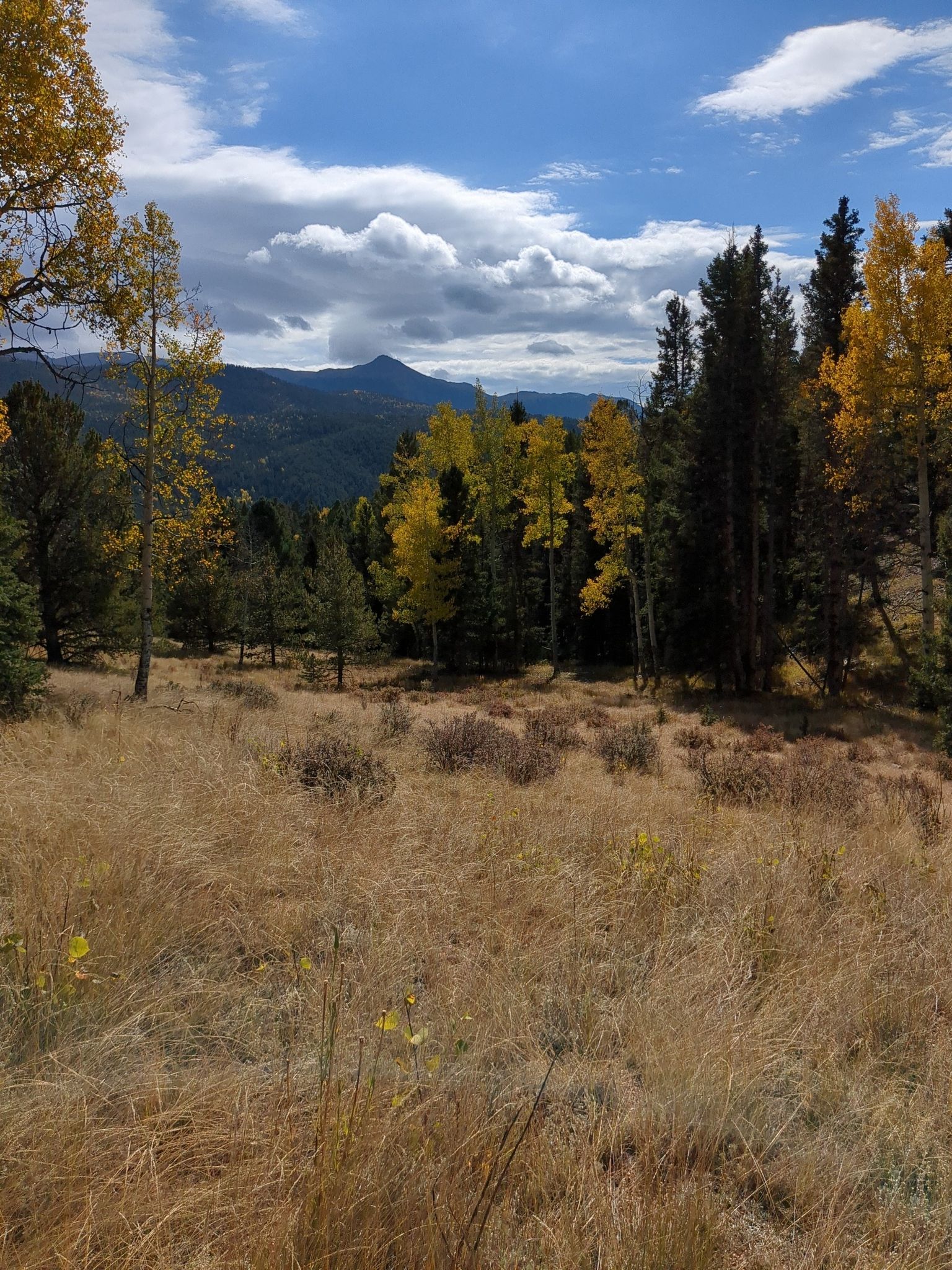 Grassy field overlooking golden aspens, green pines, and distant mountains under clouds. - Aspen and School Pond Trail Loop