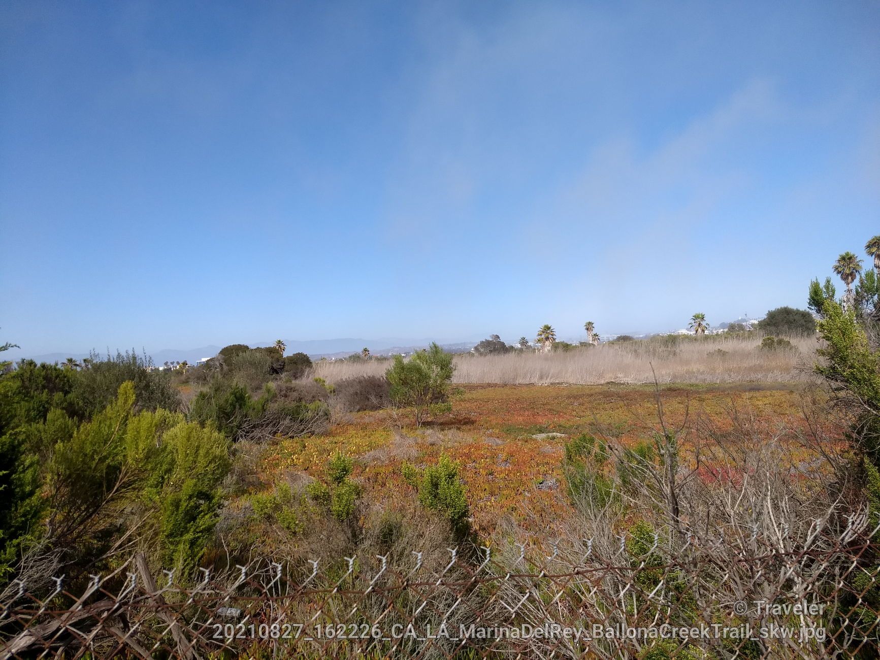 Overgrown field with diverse vegetation under a clear blue sky. - Marina del Rey – Marina del Rey loop from Loyola Marymount University