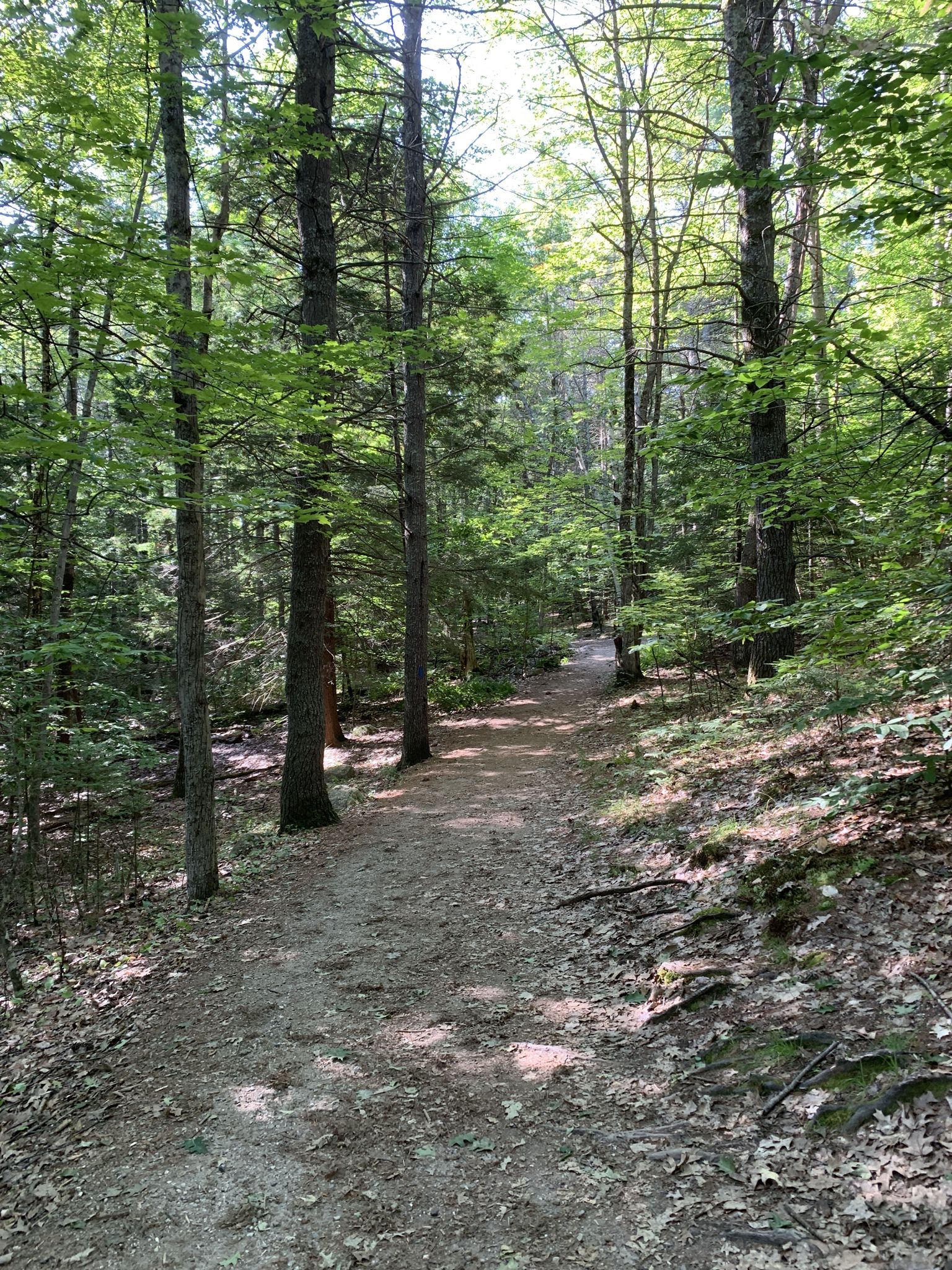 A sun-dappled dirt path winds through a dense green forest. - Bradbury Mountain State Park loop