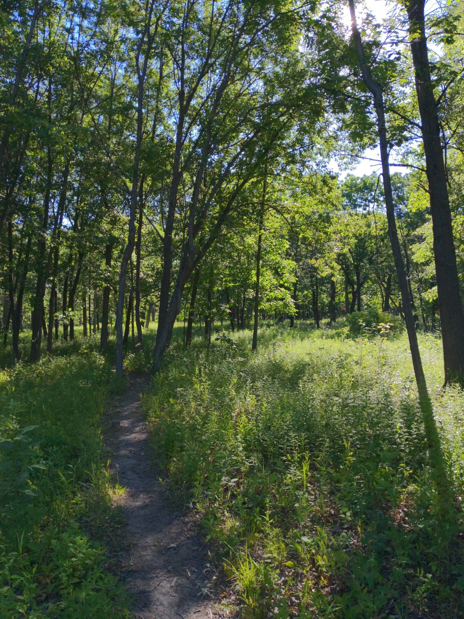 Narrow dirt path winding through a sunlit forest with dense green trees. - Outer Loop Trail