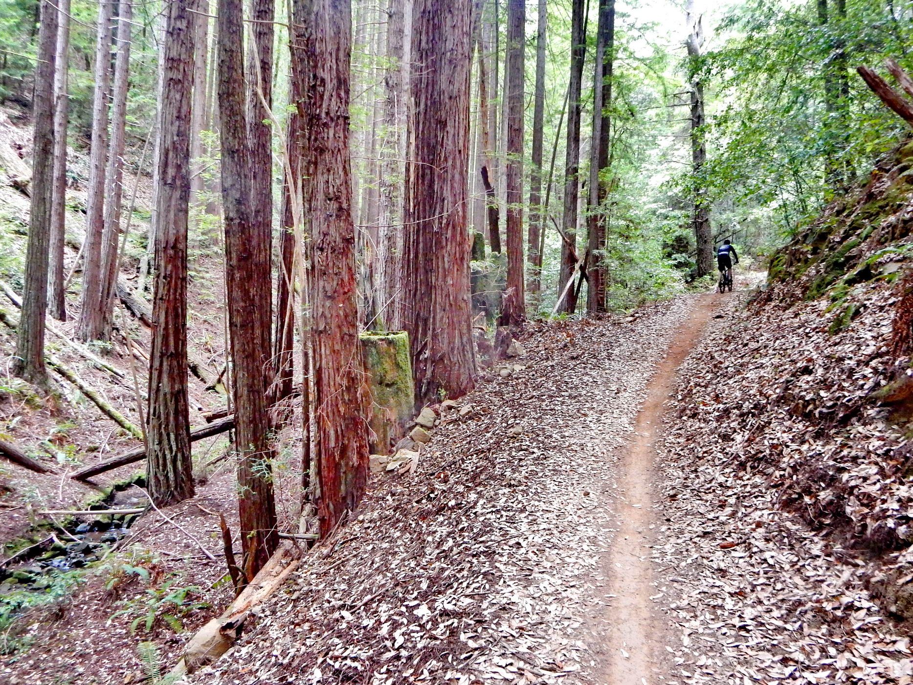 A person bikes on a sun-dappled dirt path through a tall forest. - Skeggs Point – Resolution Trail loop from Purisima Creek Redwoods Open Space Preserve