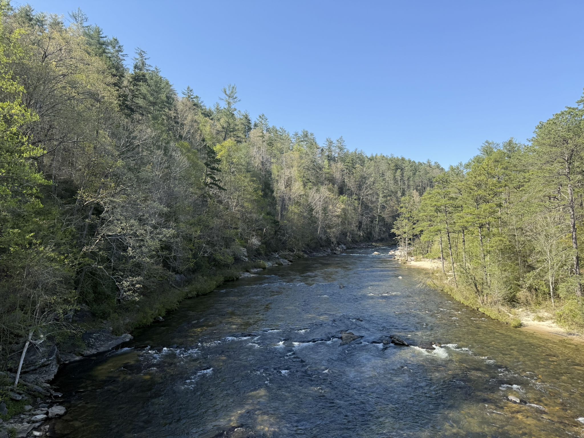 A wide river with rocky rapids flows through a green forest under blue sky. - Alf Hill loop from Chattooga River Information Center