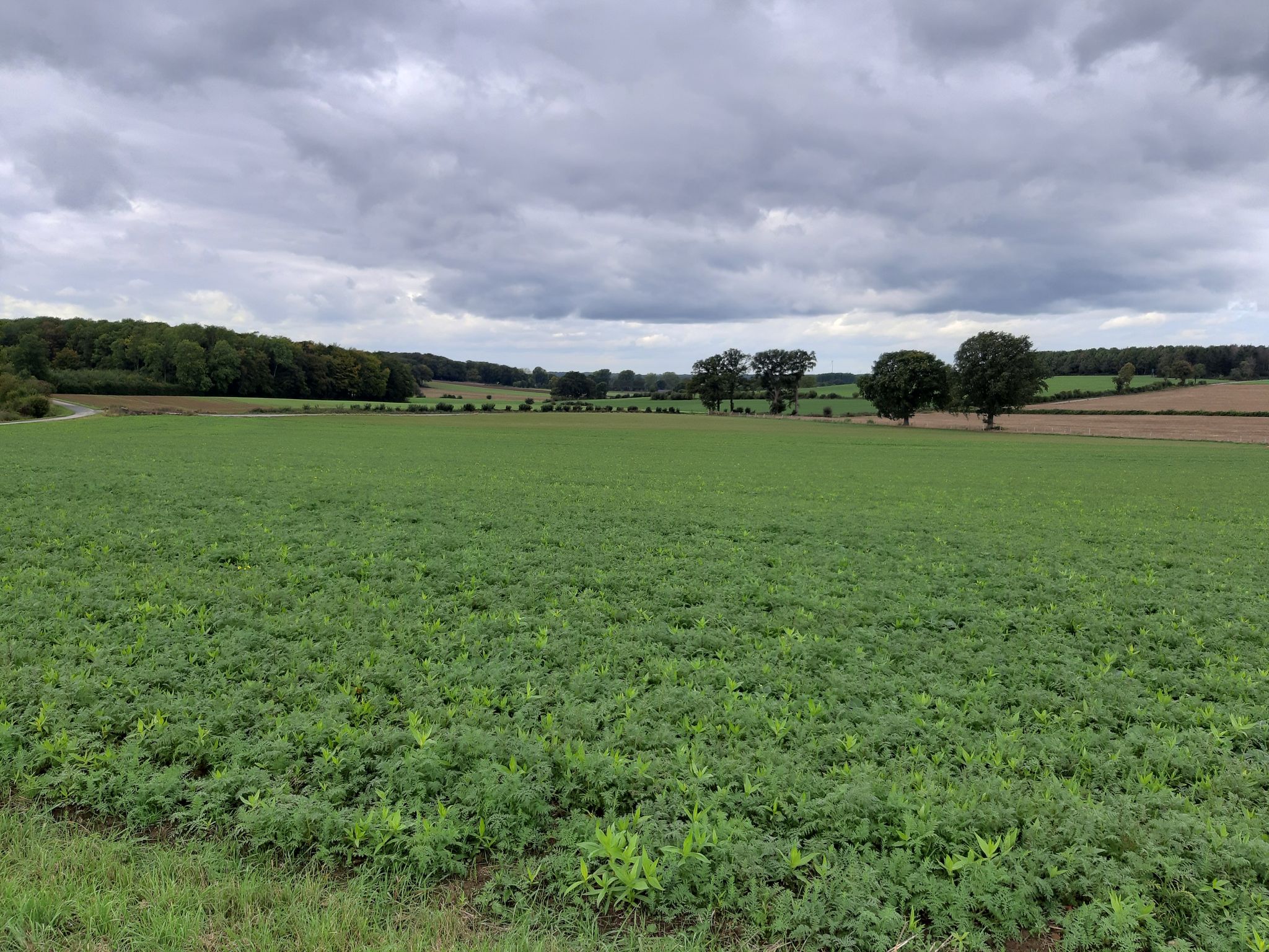 Oberdarfeld