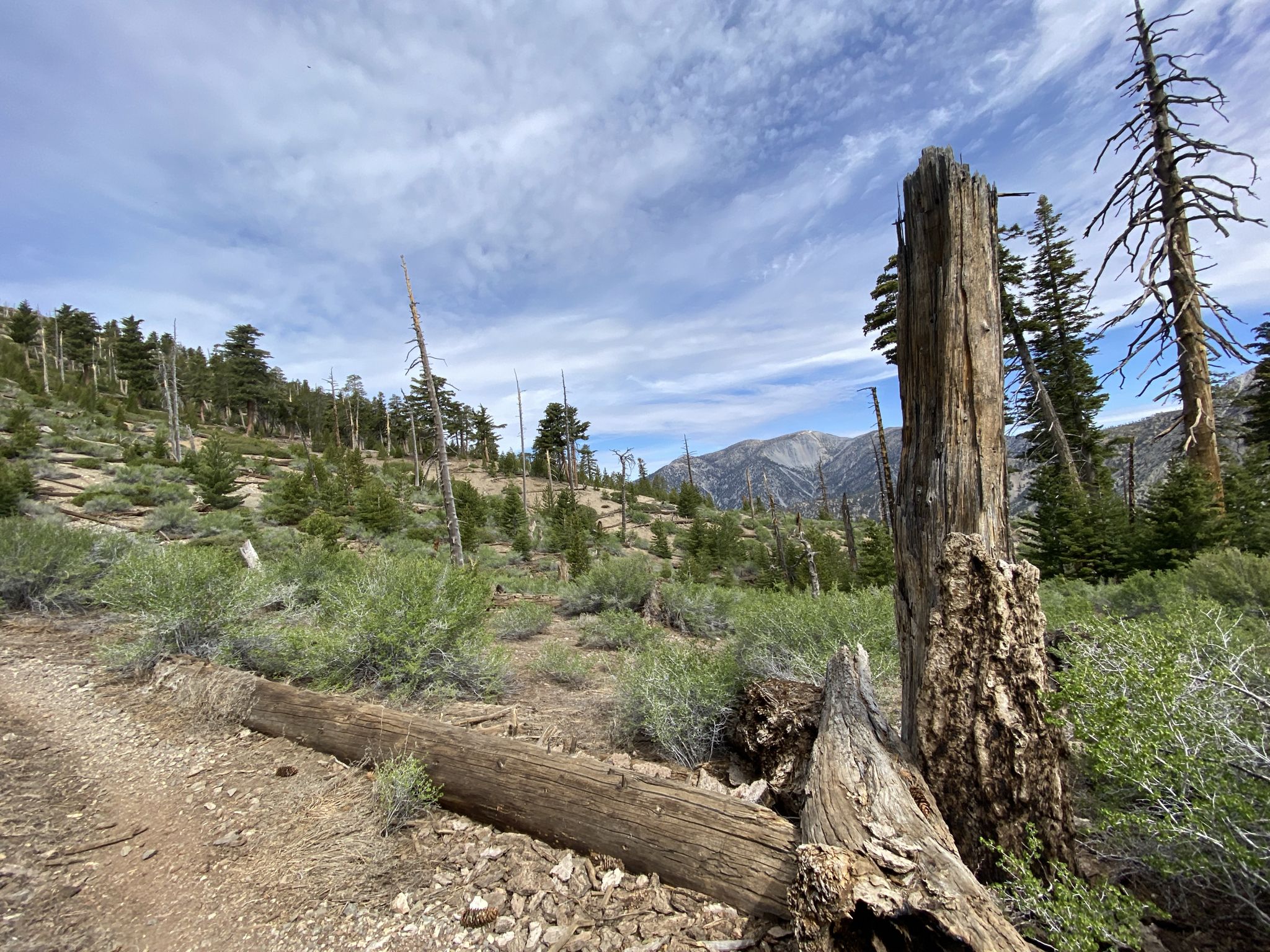 Forest clearing with dead trees, a dirt path, and distant mountains. - Cucamonga Peak via Icehouse Canyon Trail Loop
