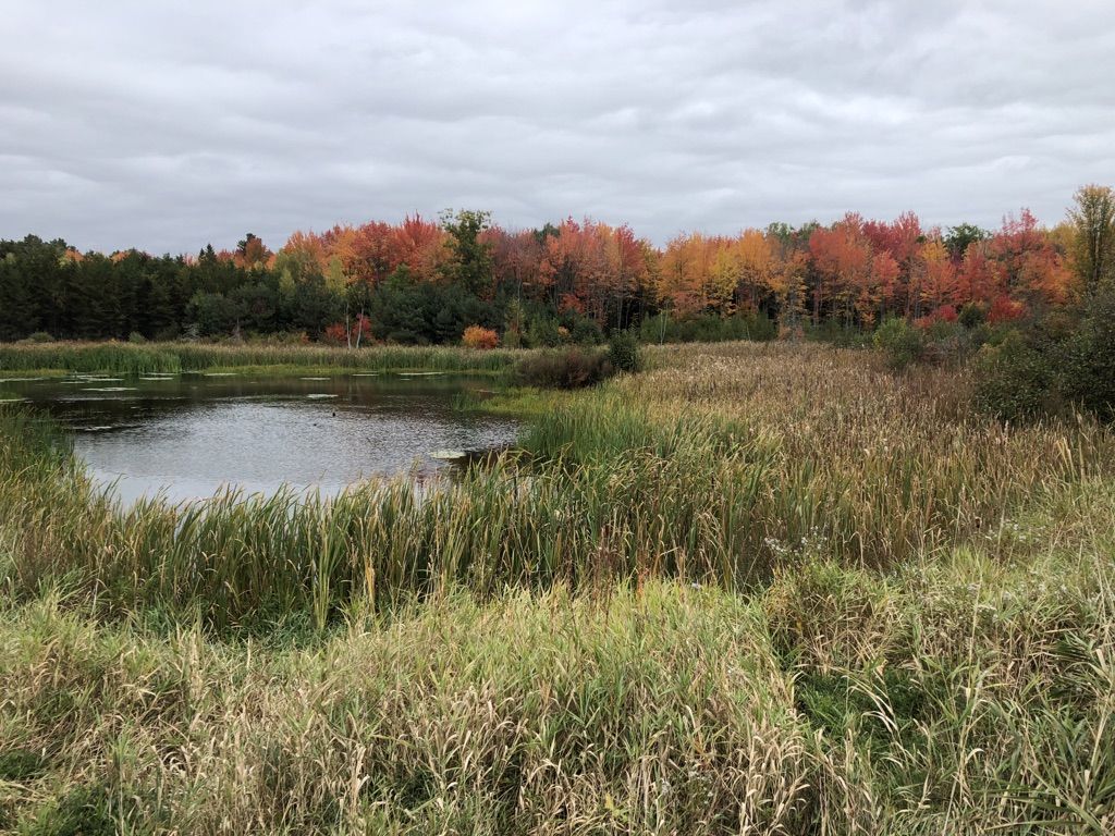 Pond surrounded by tall grass and colorful autumn trees under a cloudy sky. - East / West Loop Trail