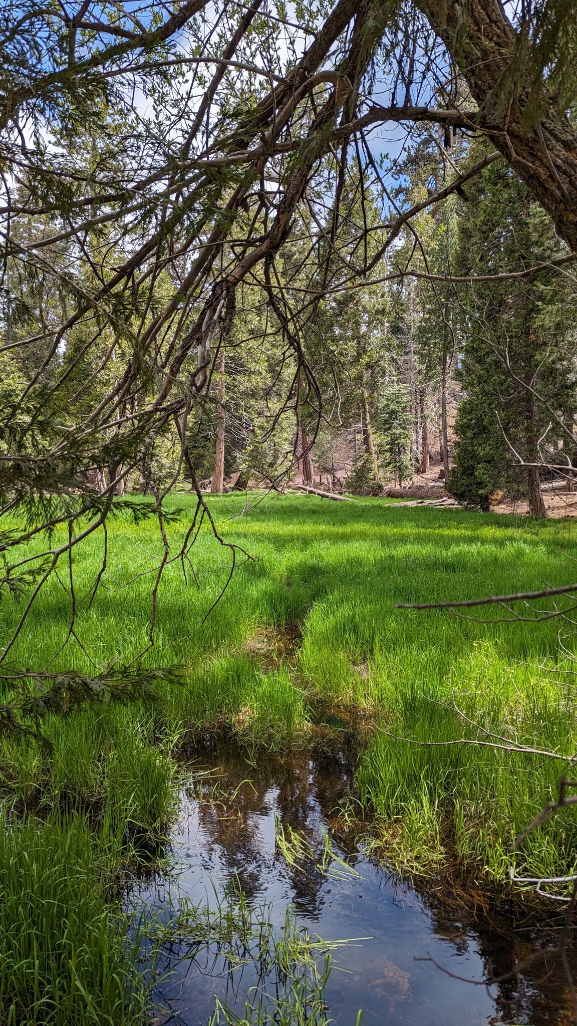 Small stream flowing through a vibrant green meadow in a forest. - General Grant Trail loop via Grant Grove Village