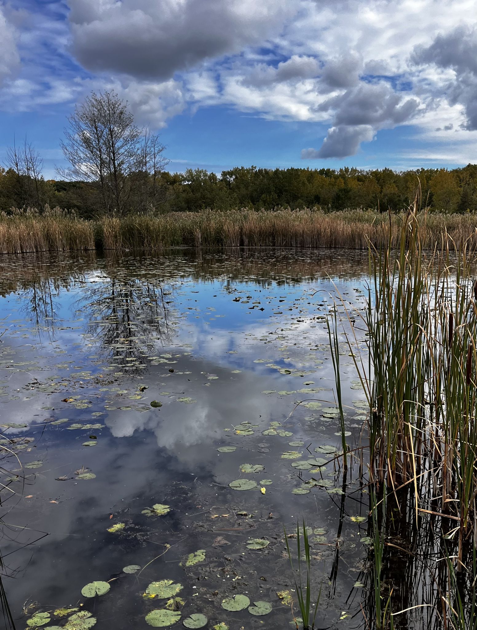 A serene pond with lily pads and tall reeds under a cloudy sky. - Half Day Trail