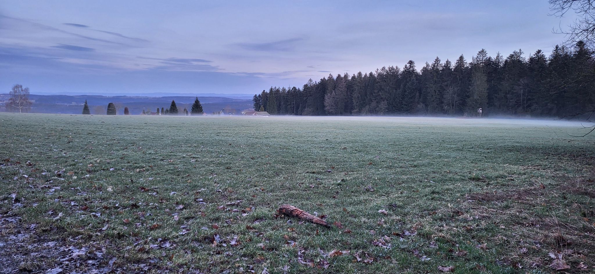 Nebel über der Wiese